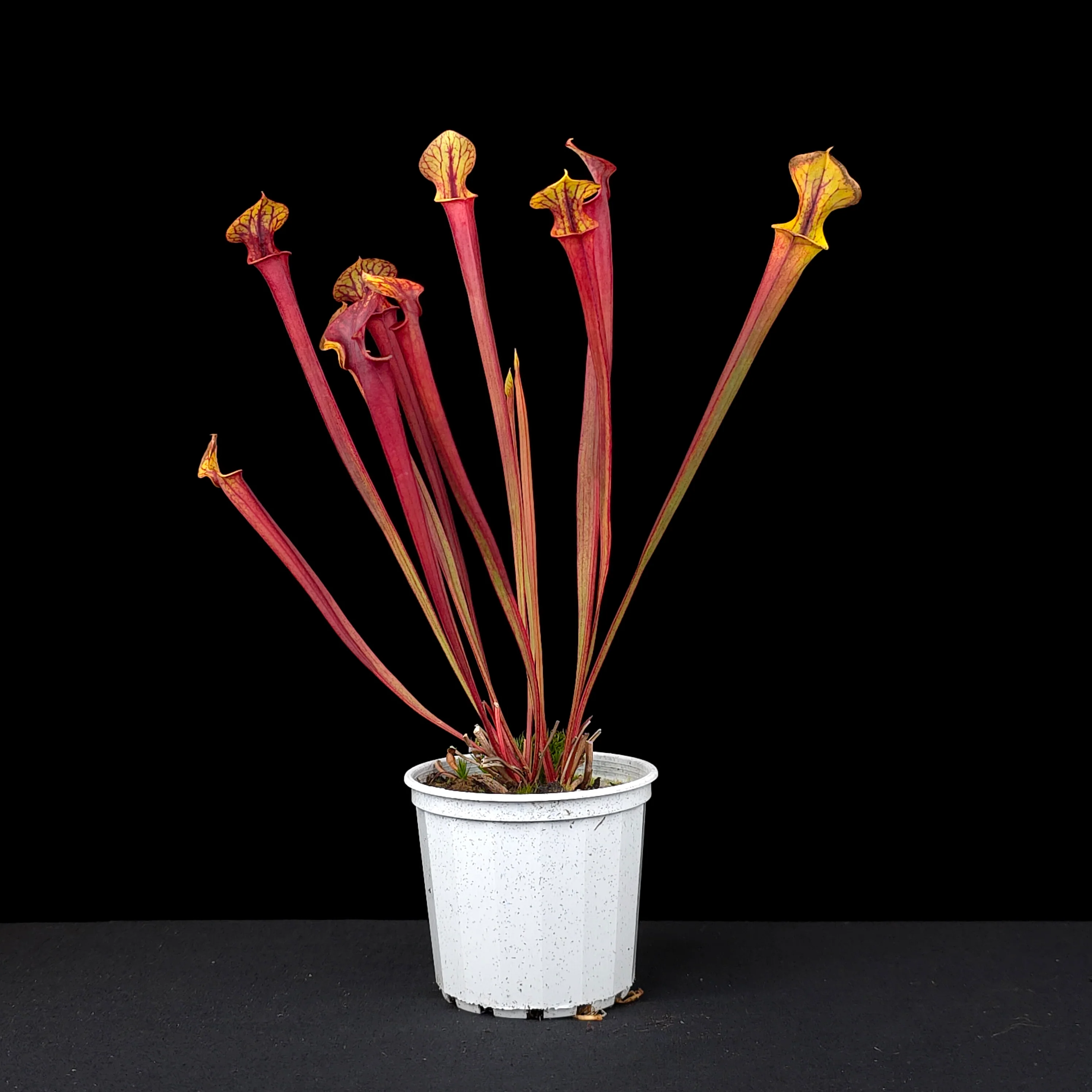 Sarracenia flava 'Red Tube' - Image 2