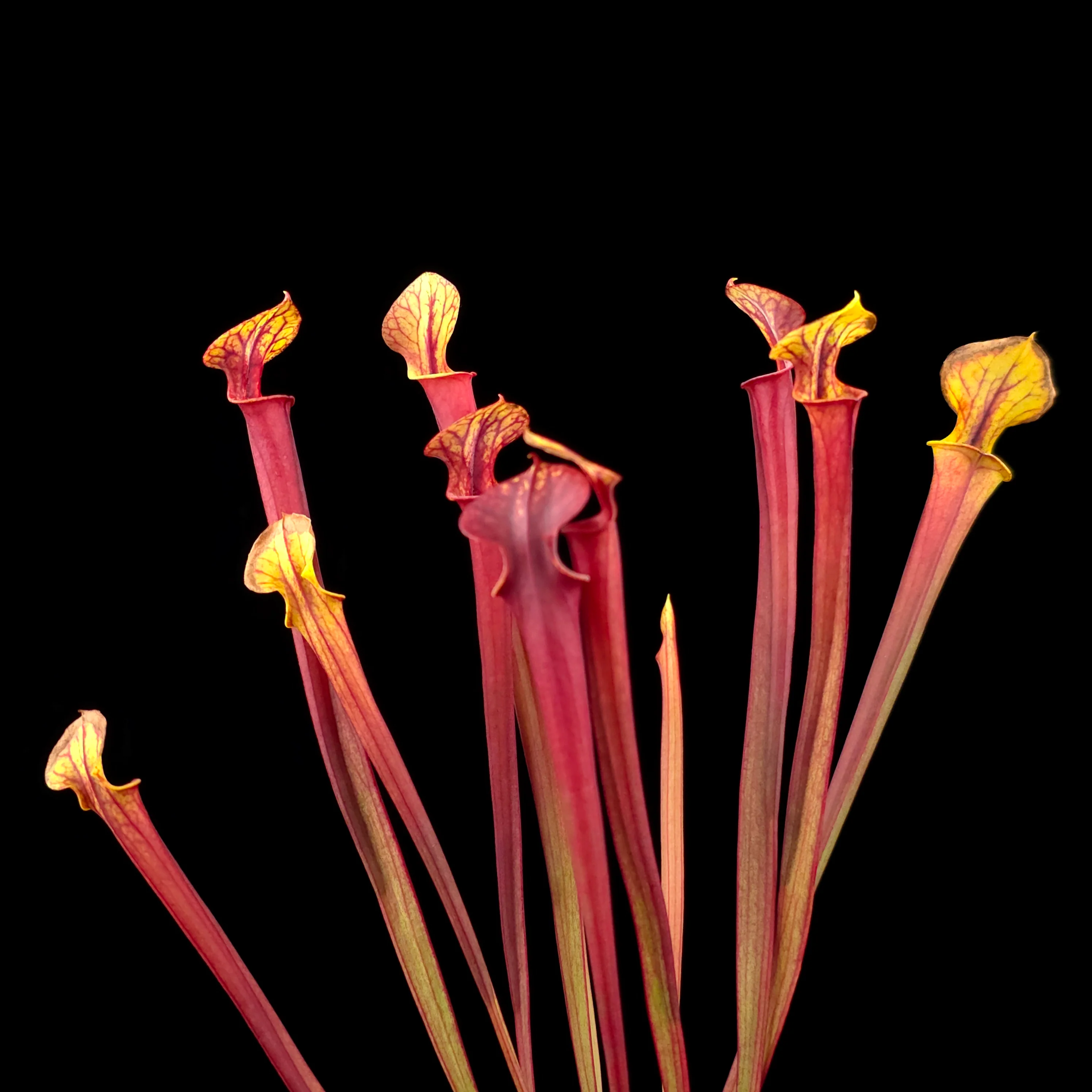 Sarracenia flava 'Red Tube' - Image 4