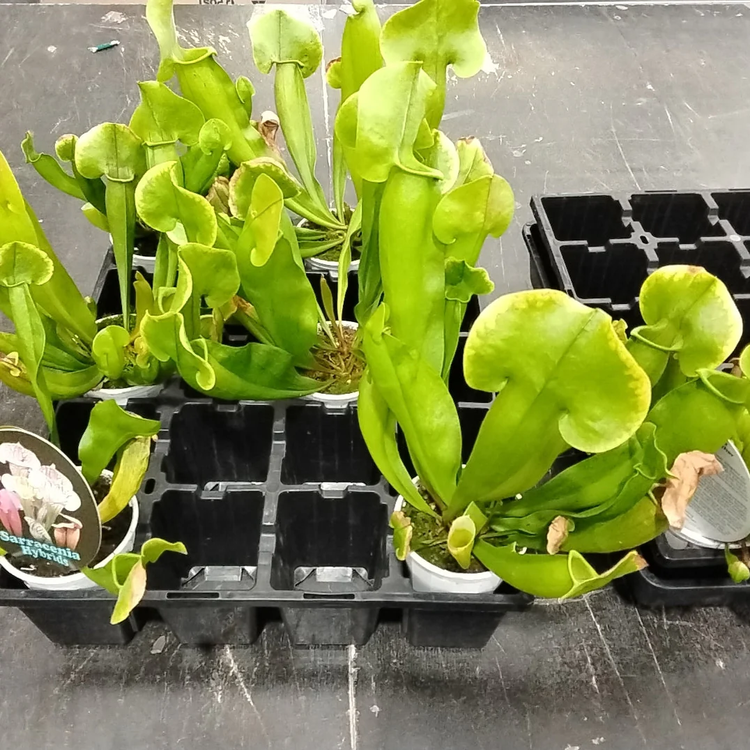 Sarracenia Hybrids - Image 2
