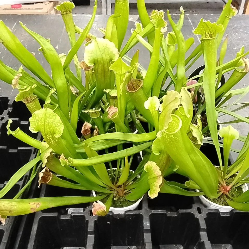 Sarracenia Hybrids - Image 3