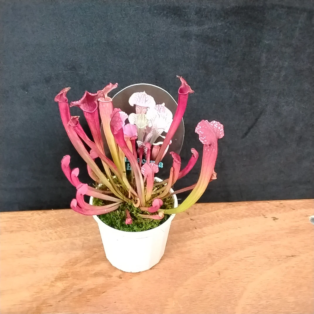 Sarracenia Hybrids - Image 4