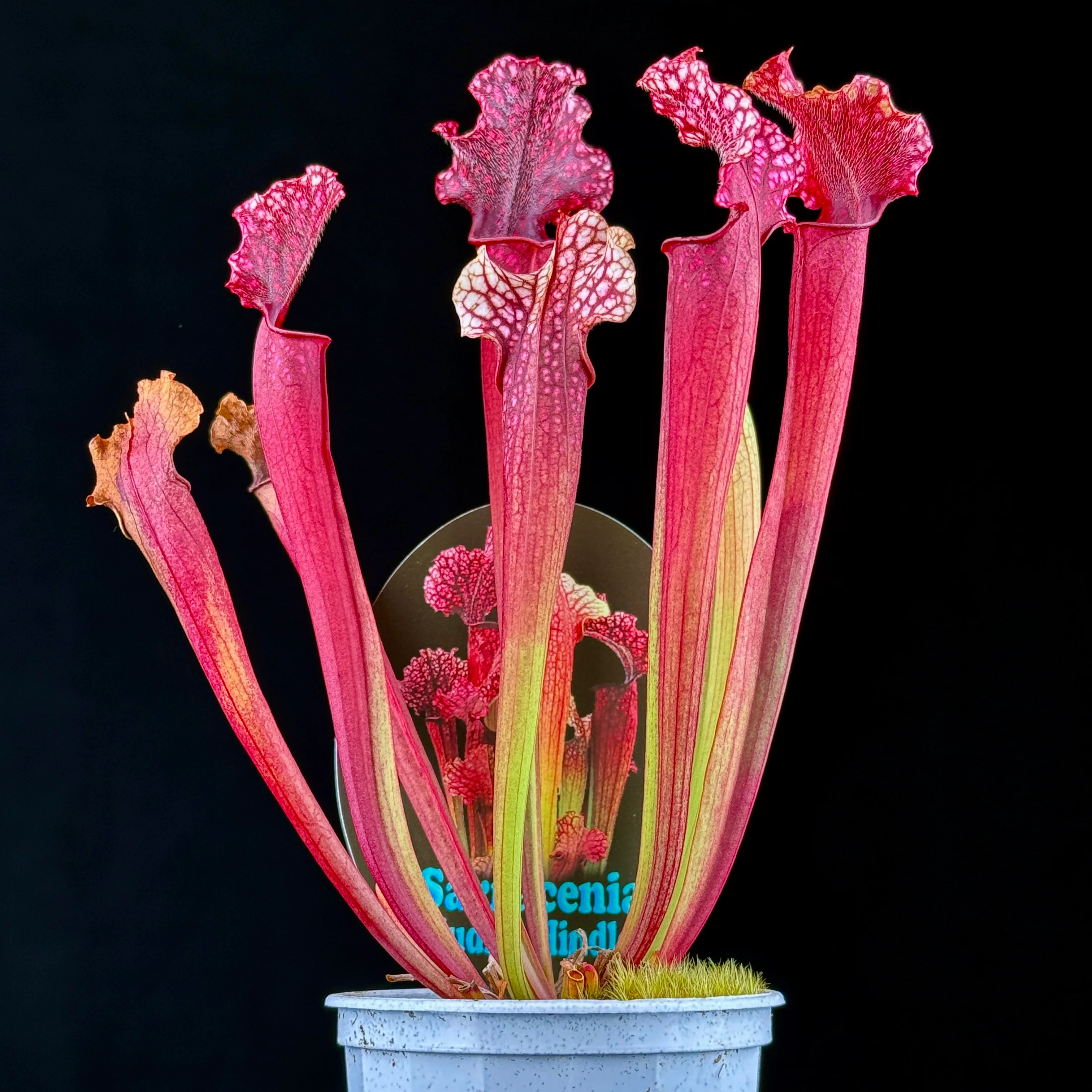Sarracenia Judith Hindle - Image 2