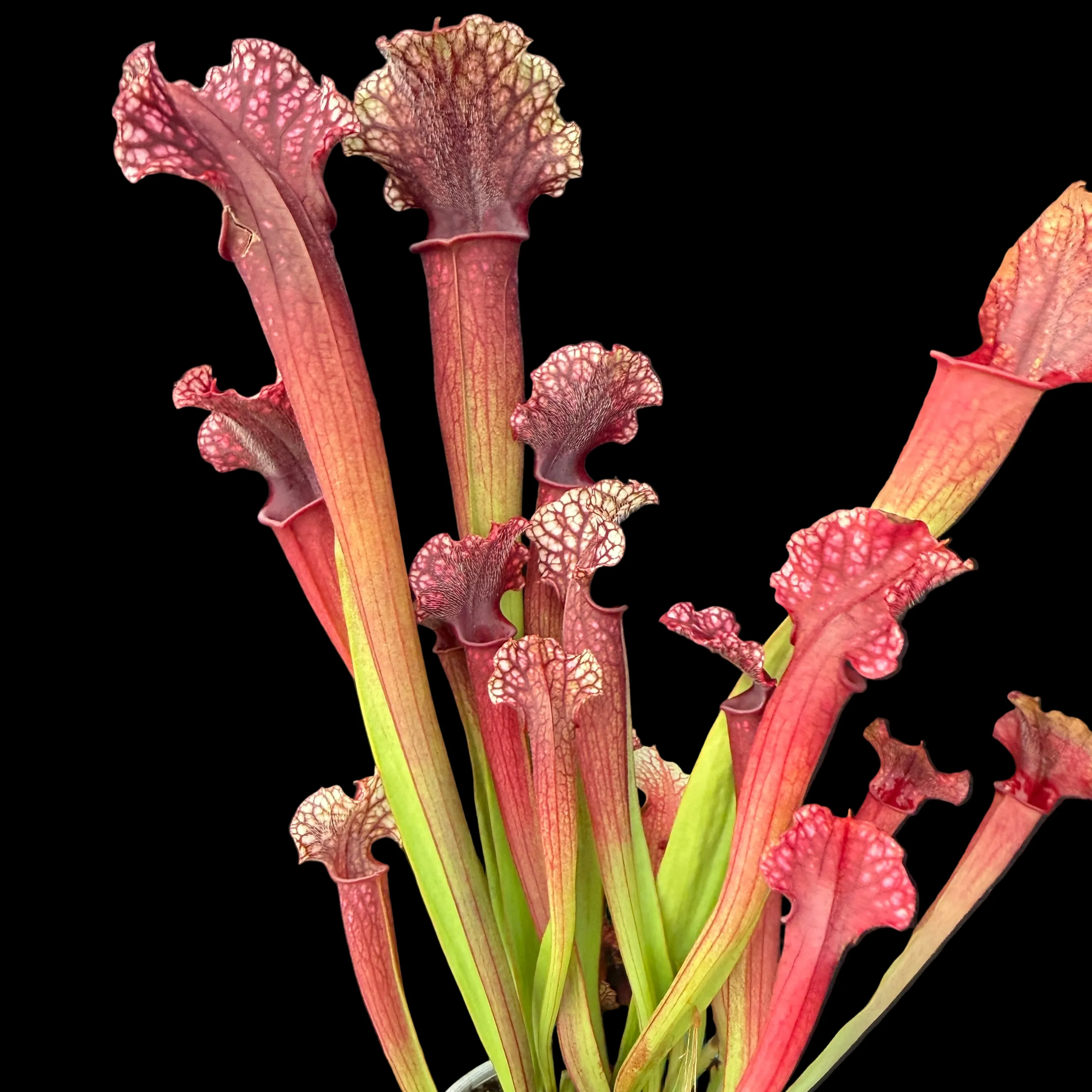 Sarracenia Judith Hindle - Image 3