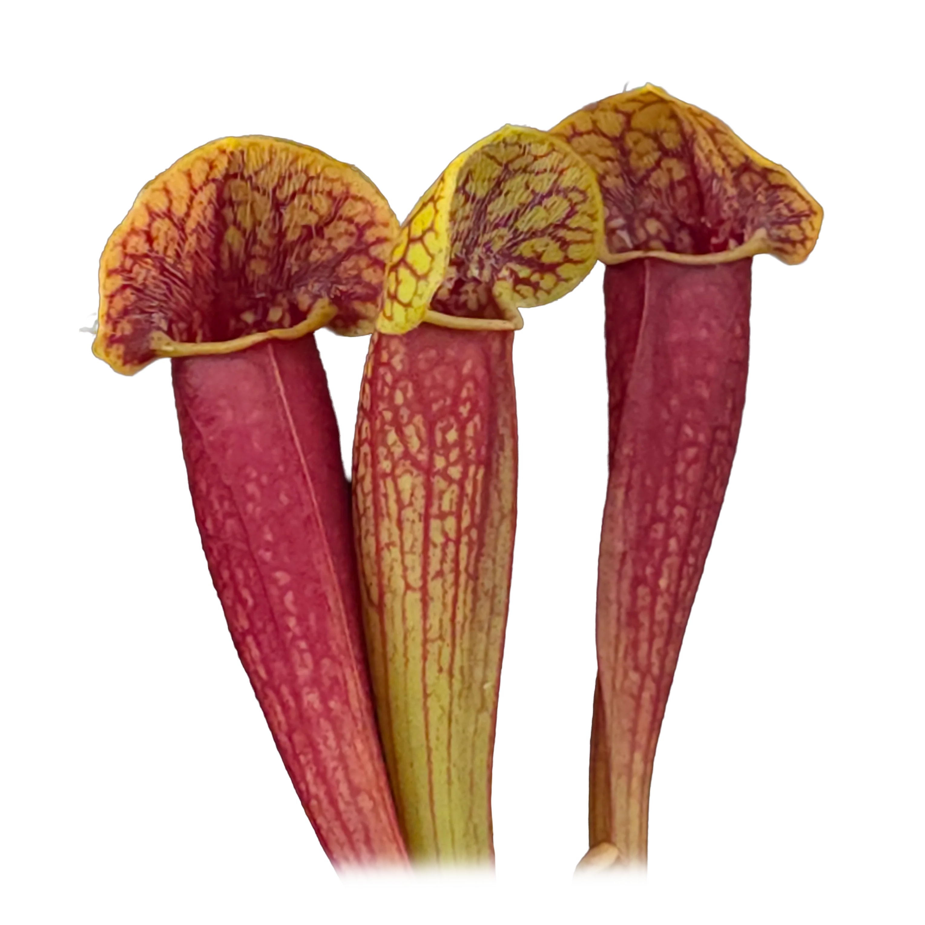 Sarracenia 'Juthatip Soper'