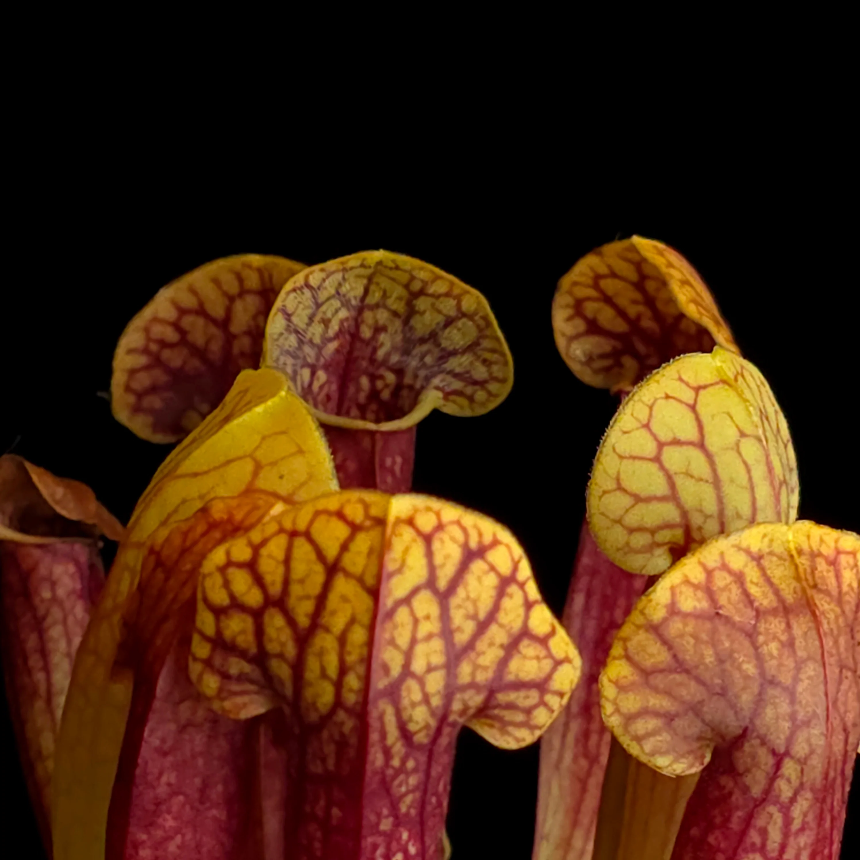 Sarracenia 'Juthatip Soper' - Image 2