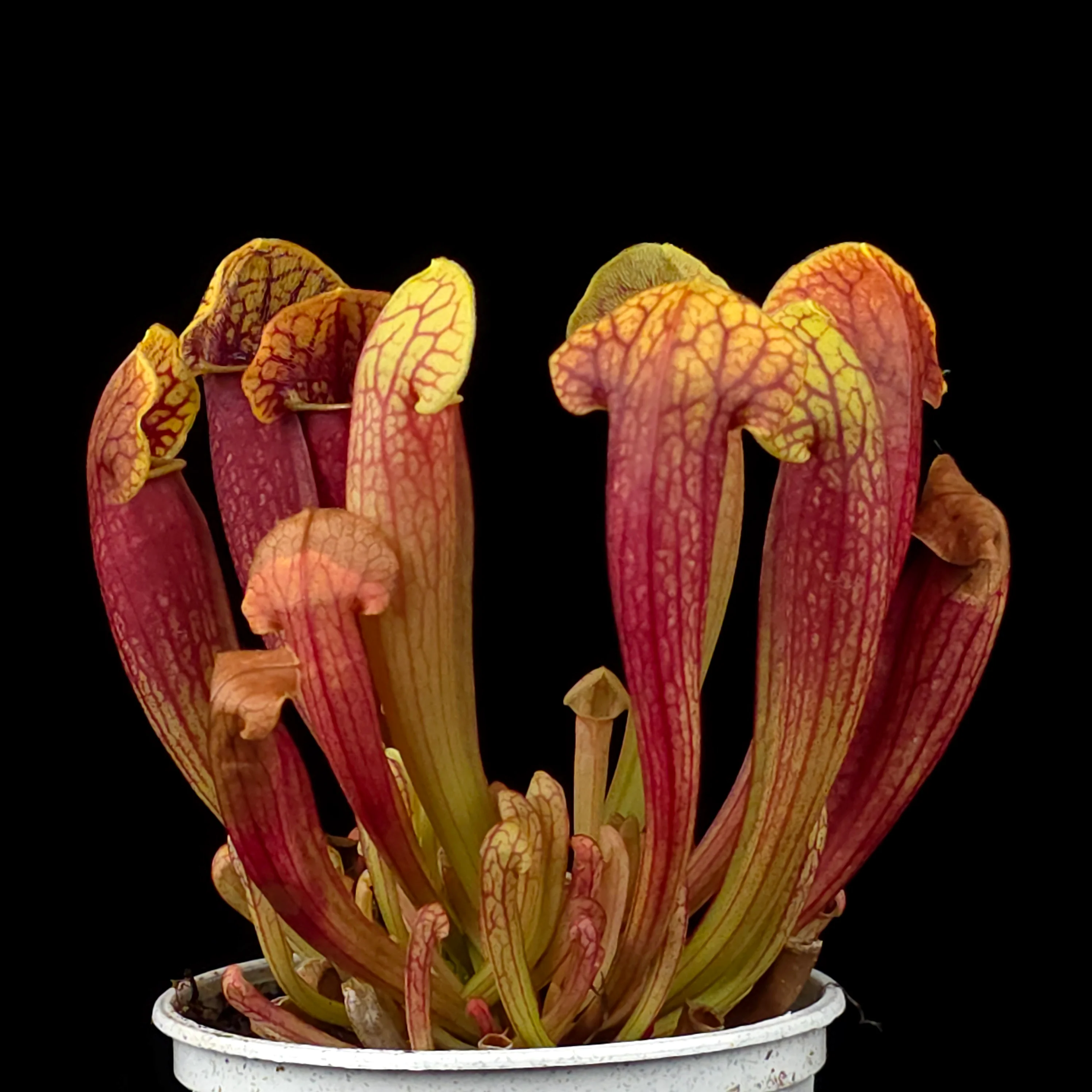 Sarracenia 'Juthatip Soper' - Image 3