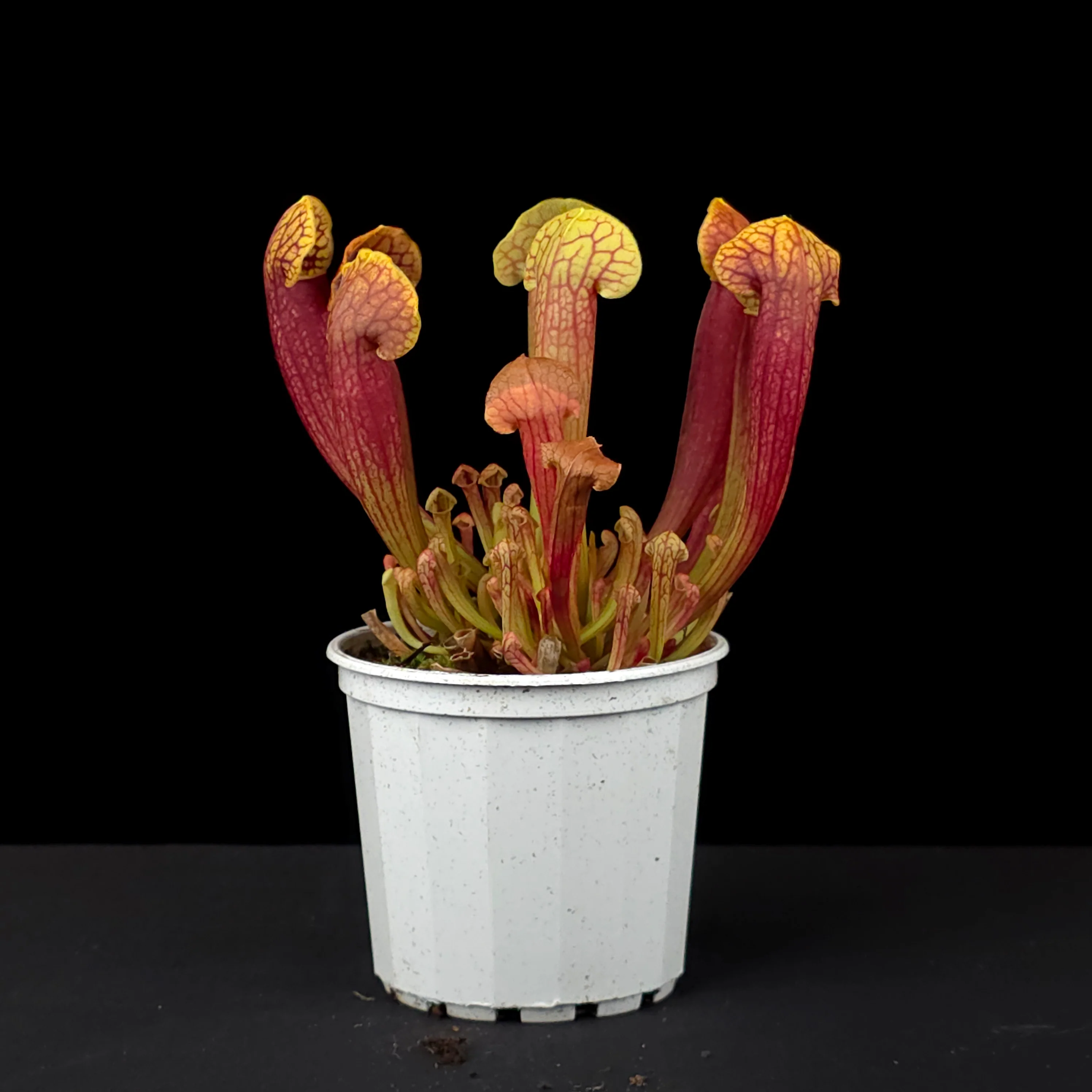 Sarracenia 'Juthatip Soper' - Image 4