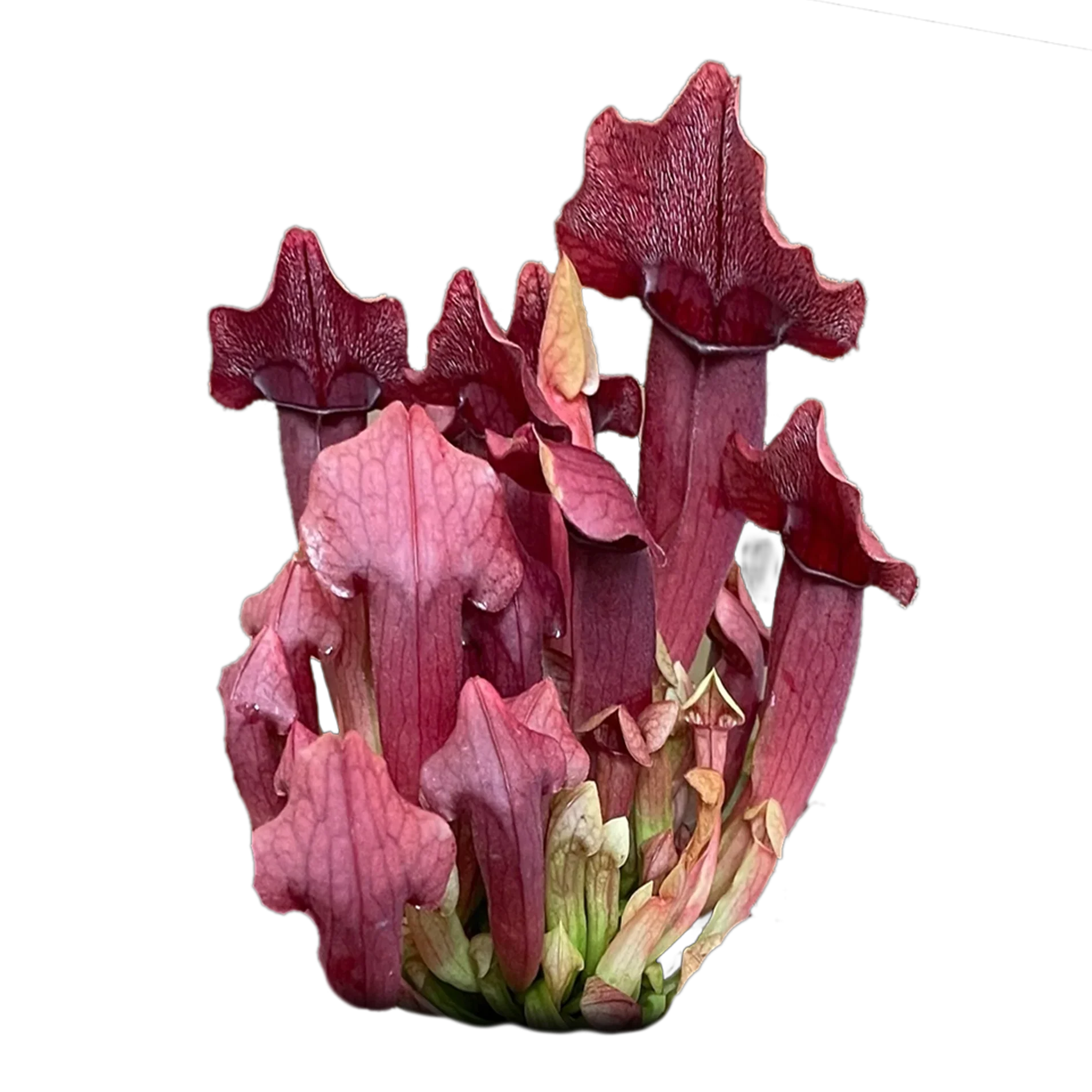 Sarracenia 'Maroon'