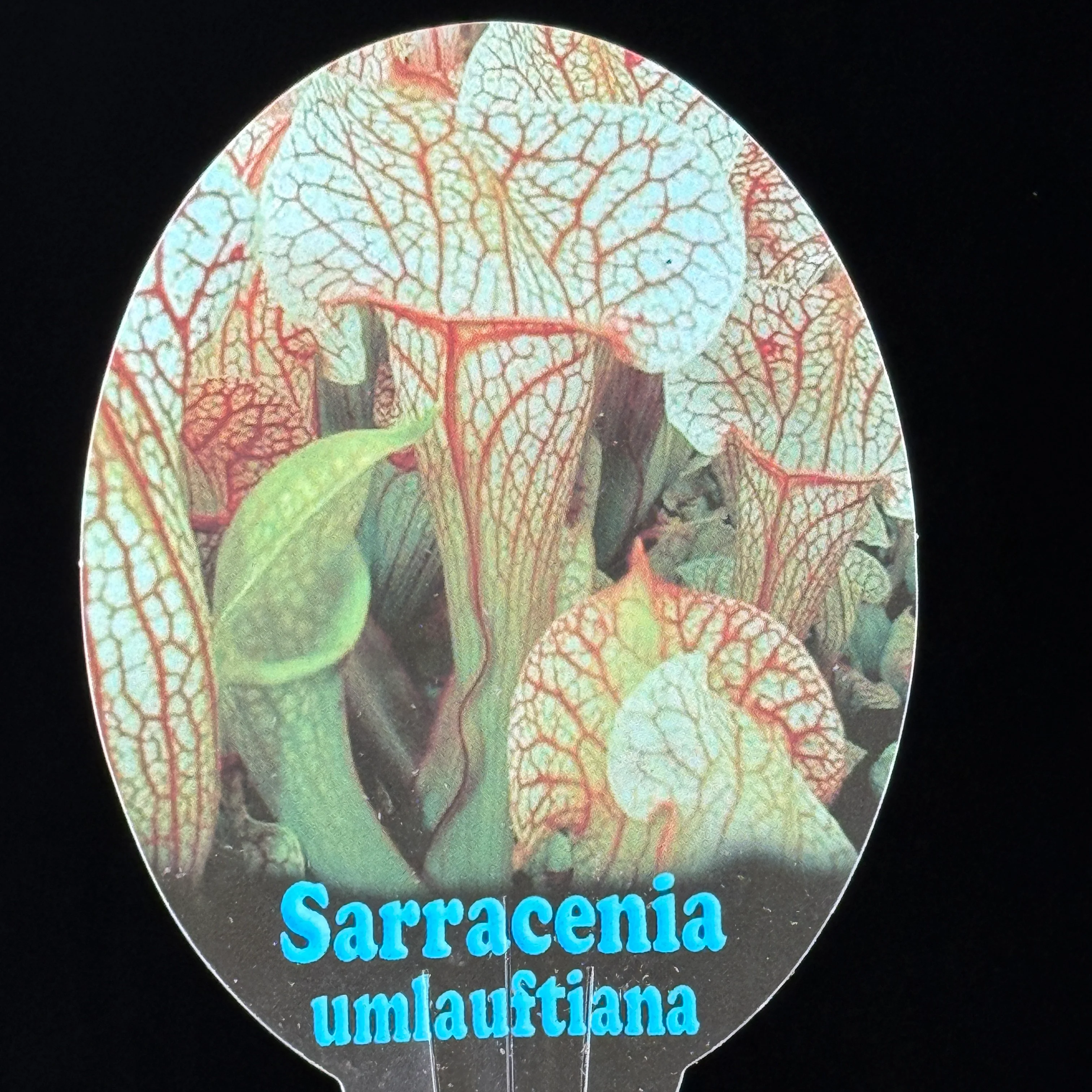 Sarracenia Umlauftiana - Image 3