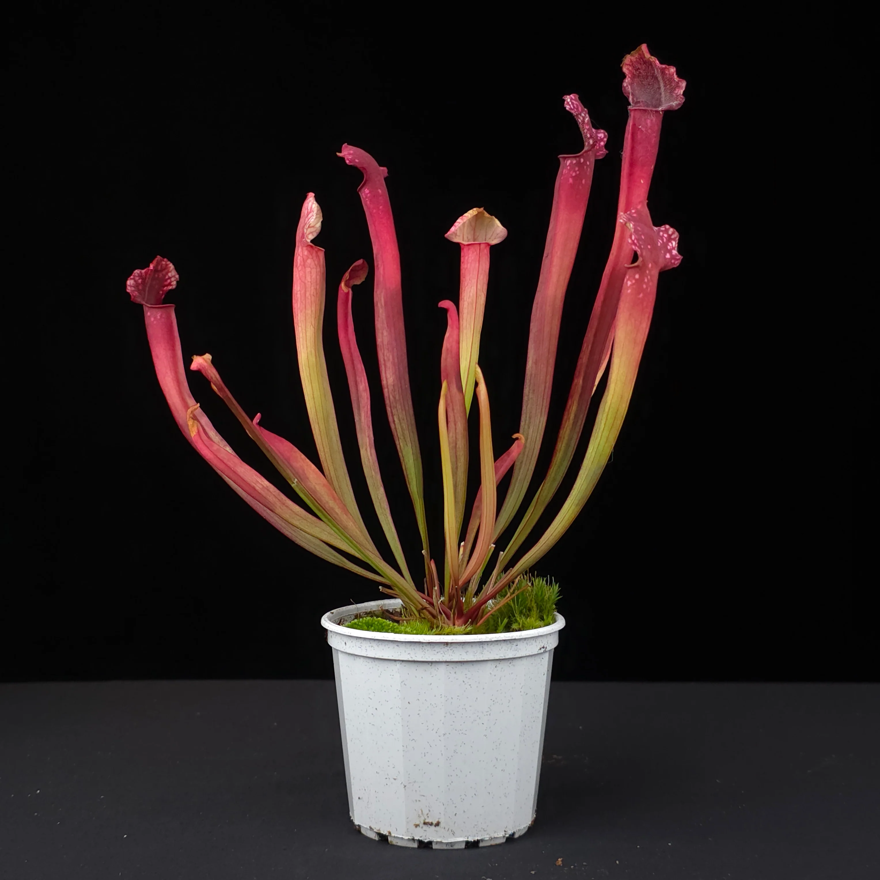 Sarracenia × willisii - Image 2