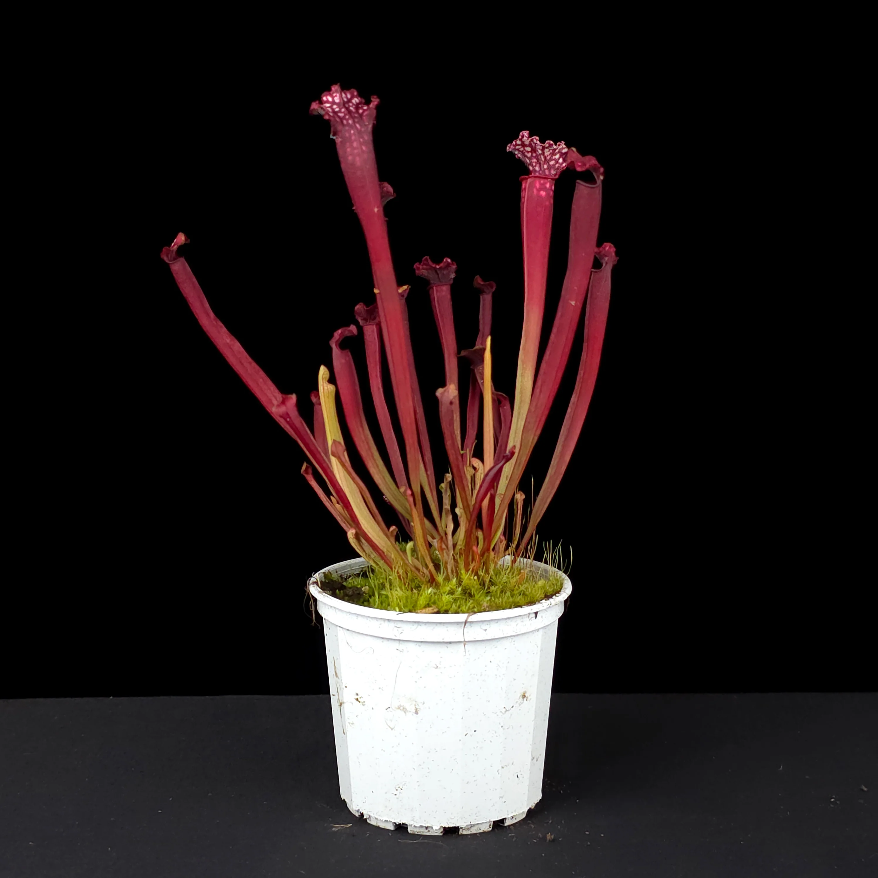 Sarracenia x mitchelliana - Image 2