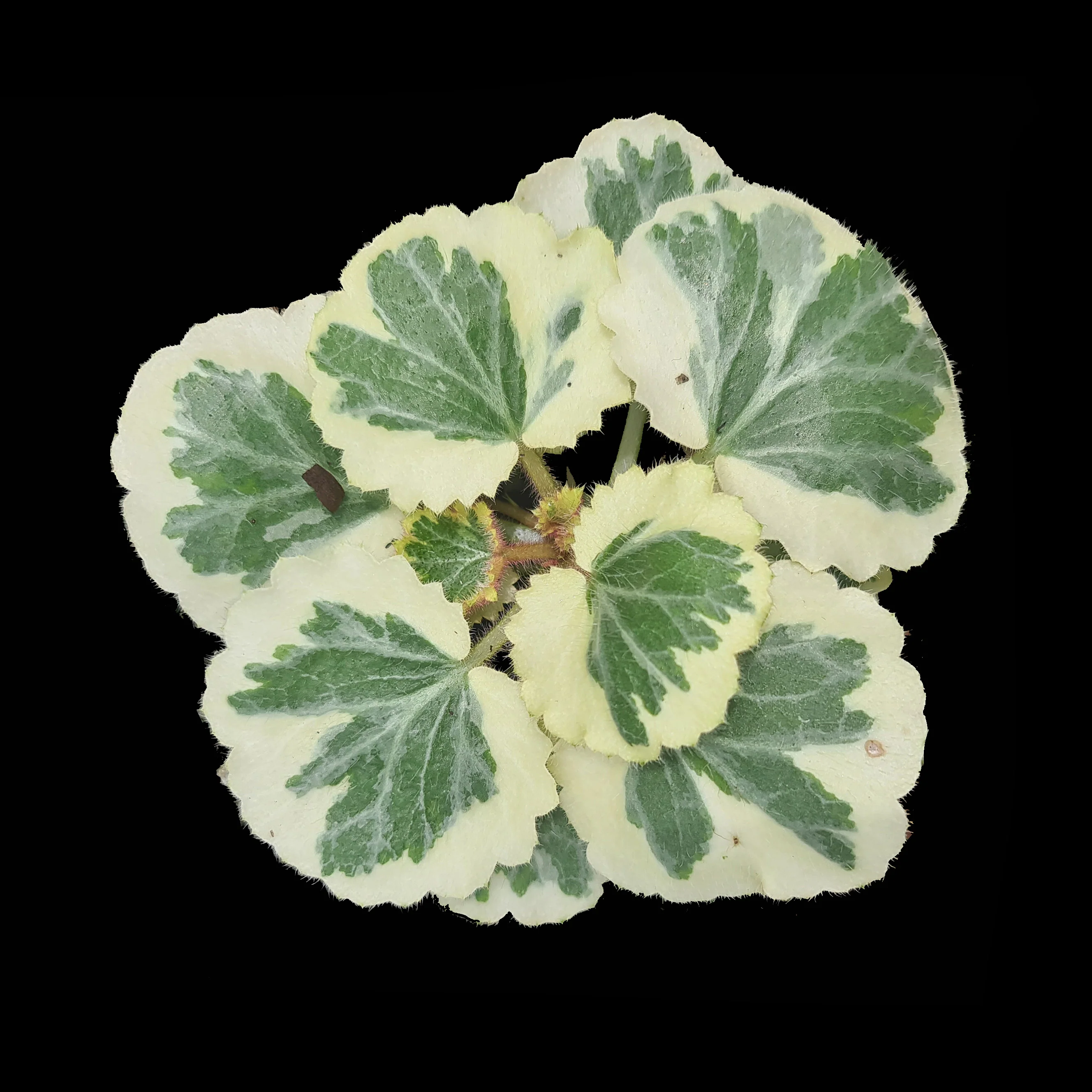 Saxifraga stolonifera 'Strawberry Begonia Tricolour' (WA Prohibited)