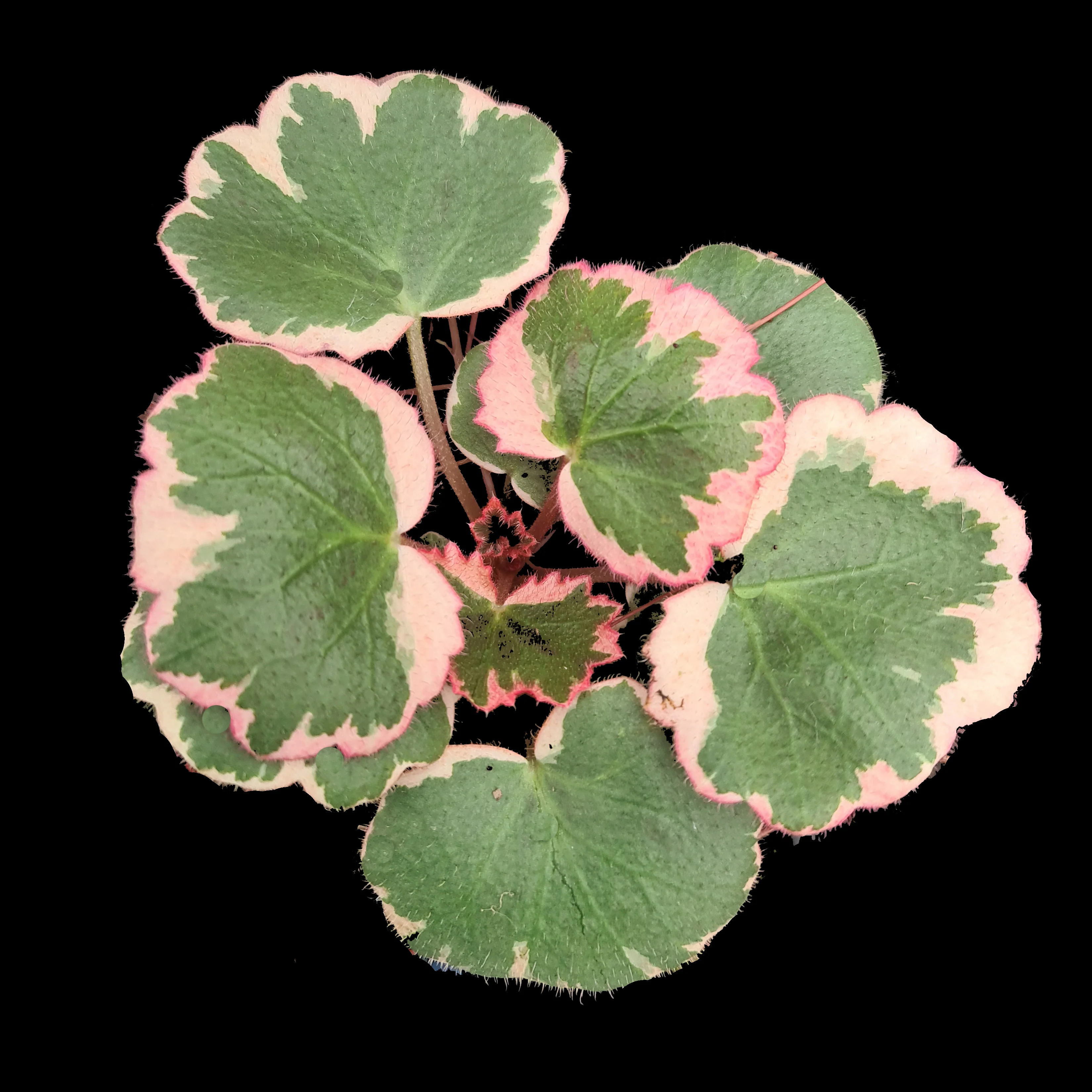 Saxifraga stolonifera 'Strawberry Begonia Variegata' (WA Prohibited)