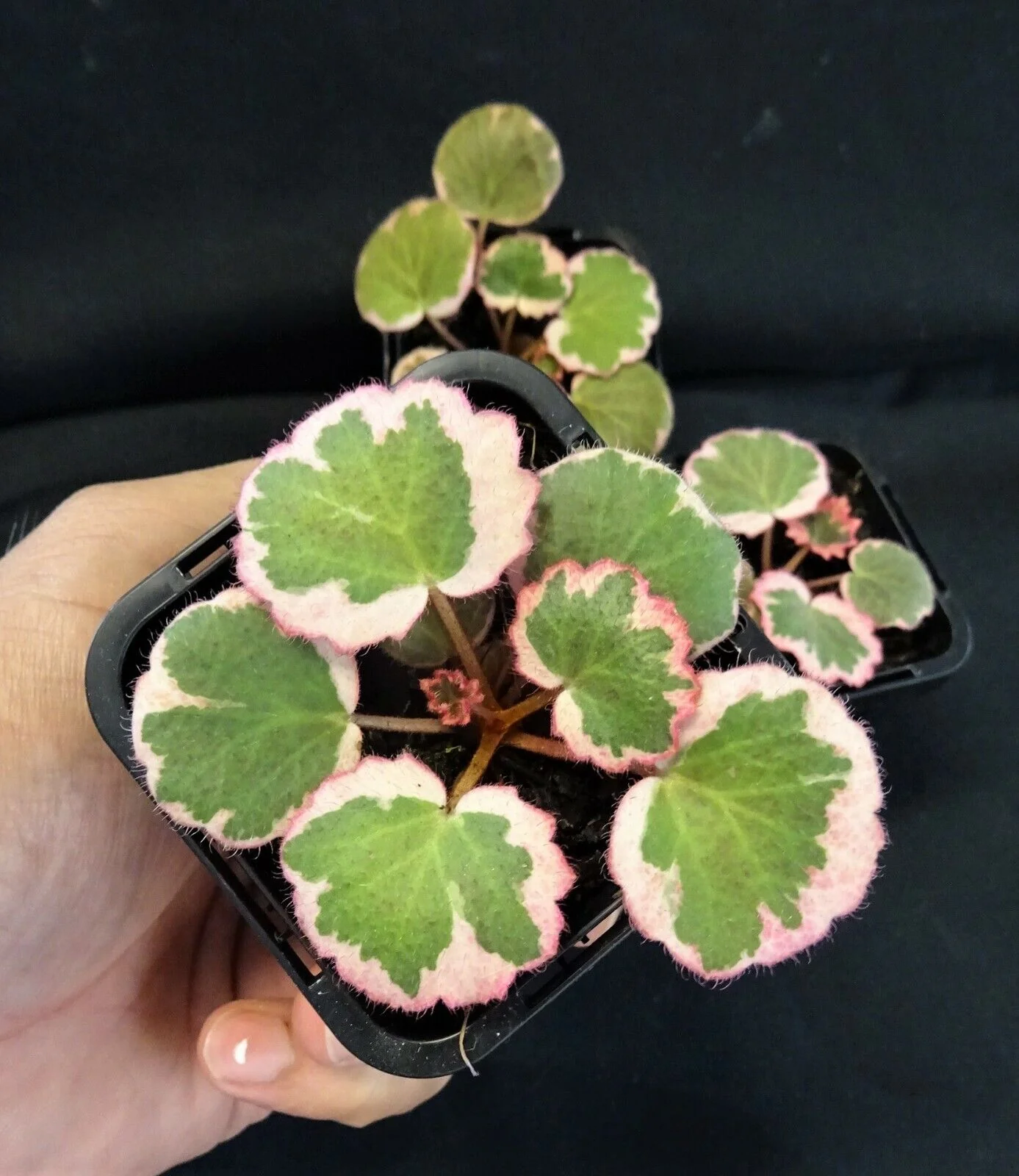 Saxifraga stolonifera 'Strawberry Begonia Variegata' (WA Prohibited) - Image 2