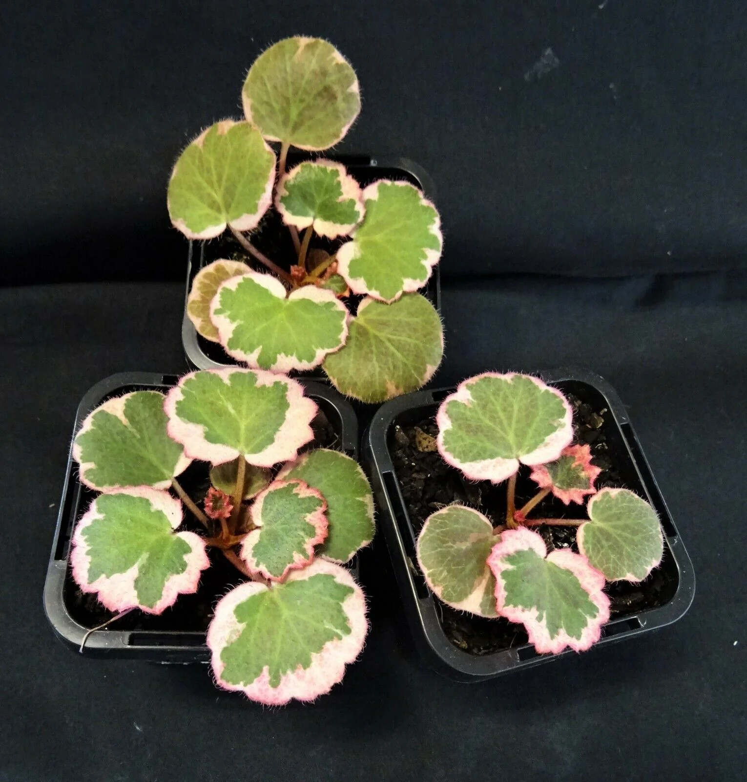 Saxifraga stolonifera 'Strawberry Begonia Variegata' (WA Prohibited) - Image 3