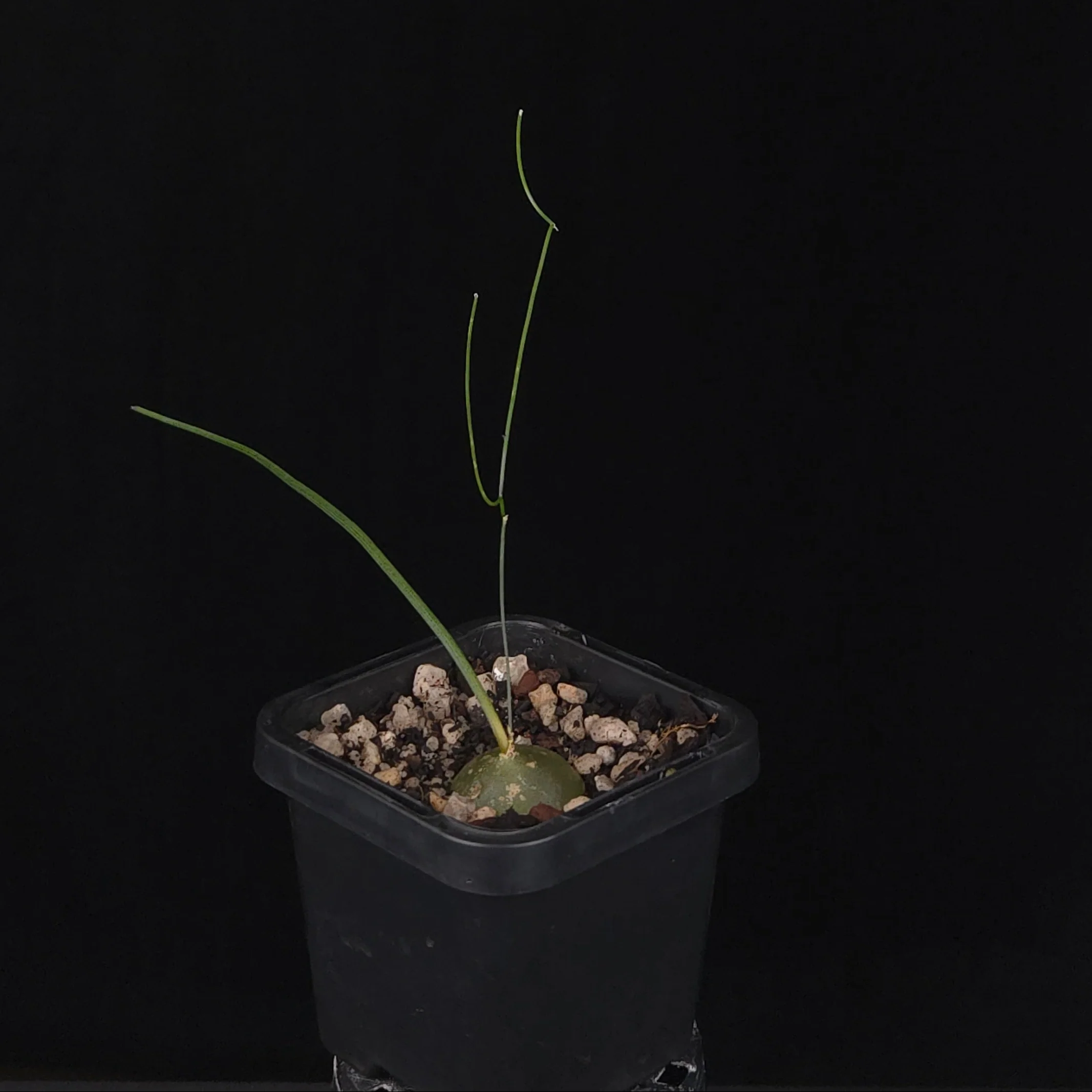 Schizobasis intricata (syn. Drimia intricata) - Image 2