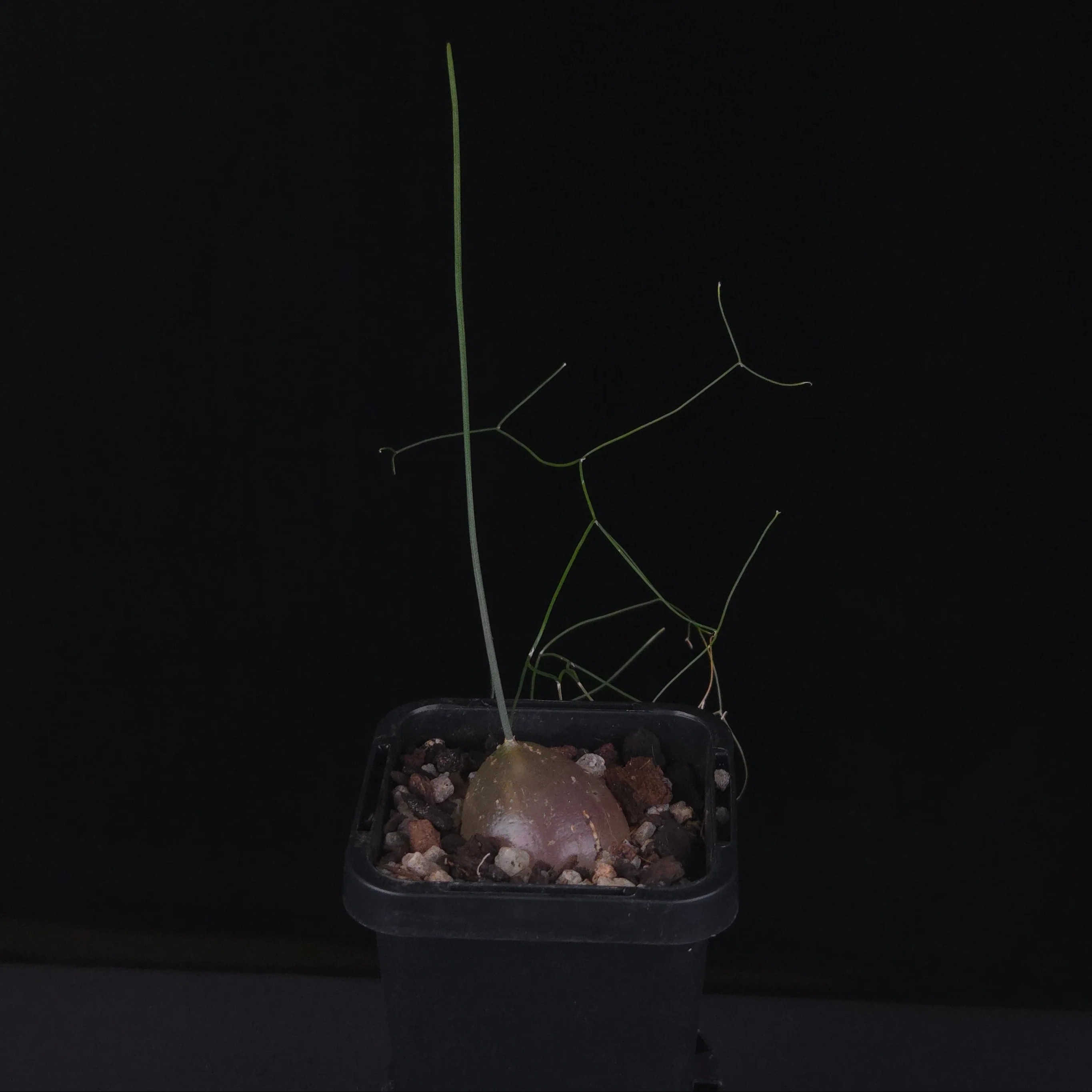 Schizobasis intricata (syn. Drimia intricata) - Image 3
