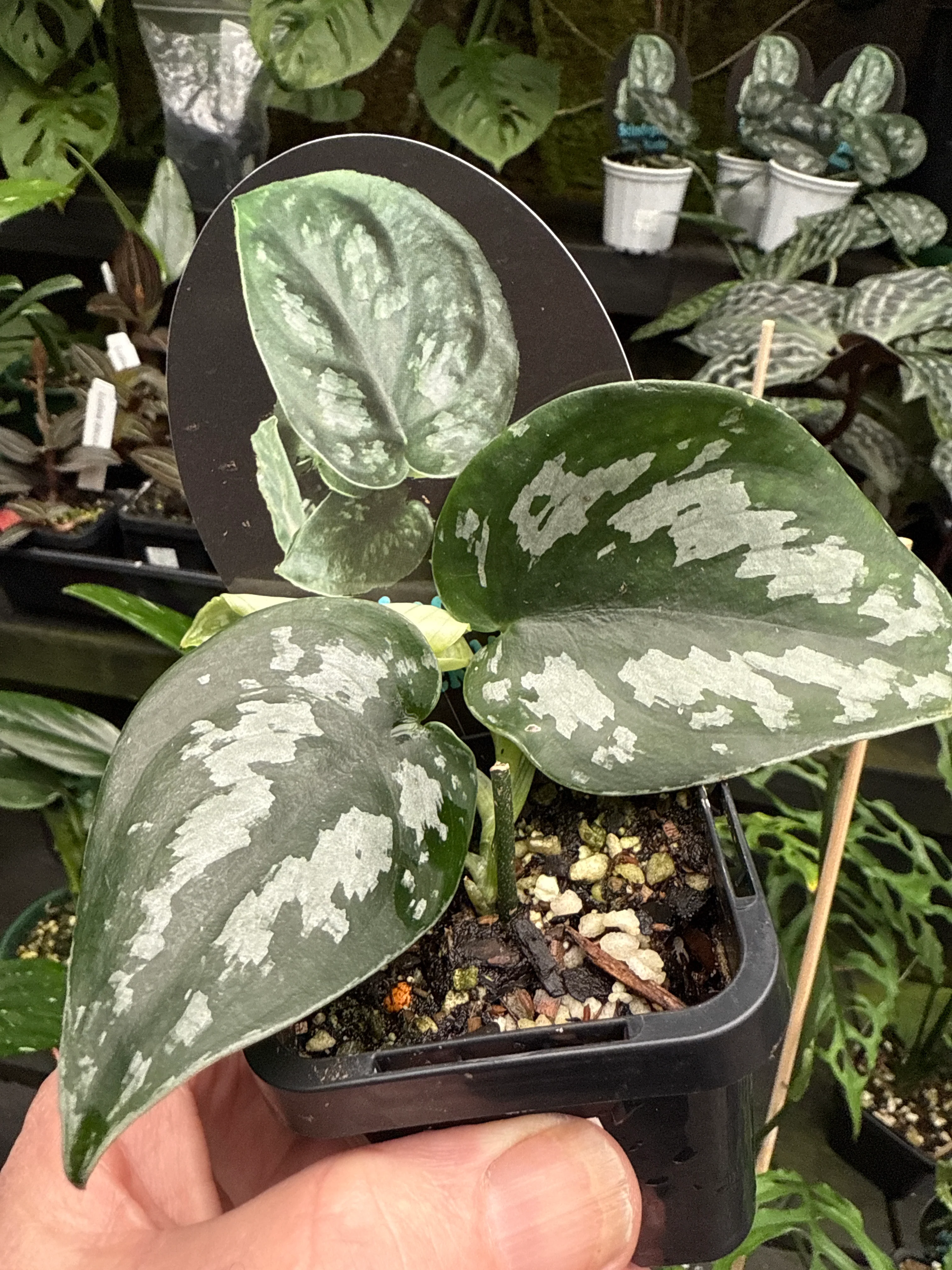Scindapsus pictus 'Black Mamba' - Image 2