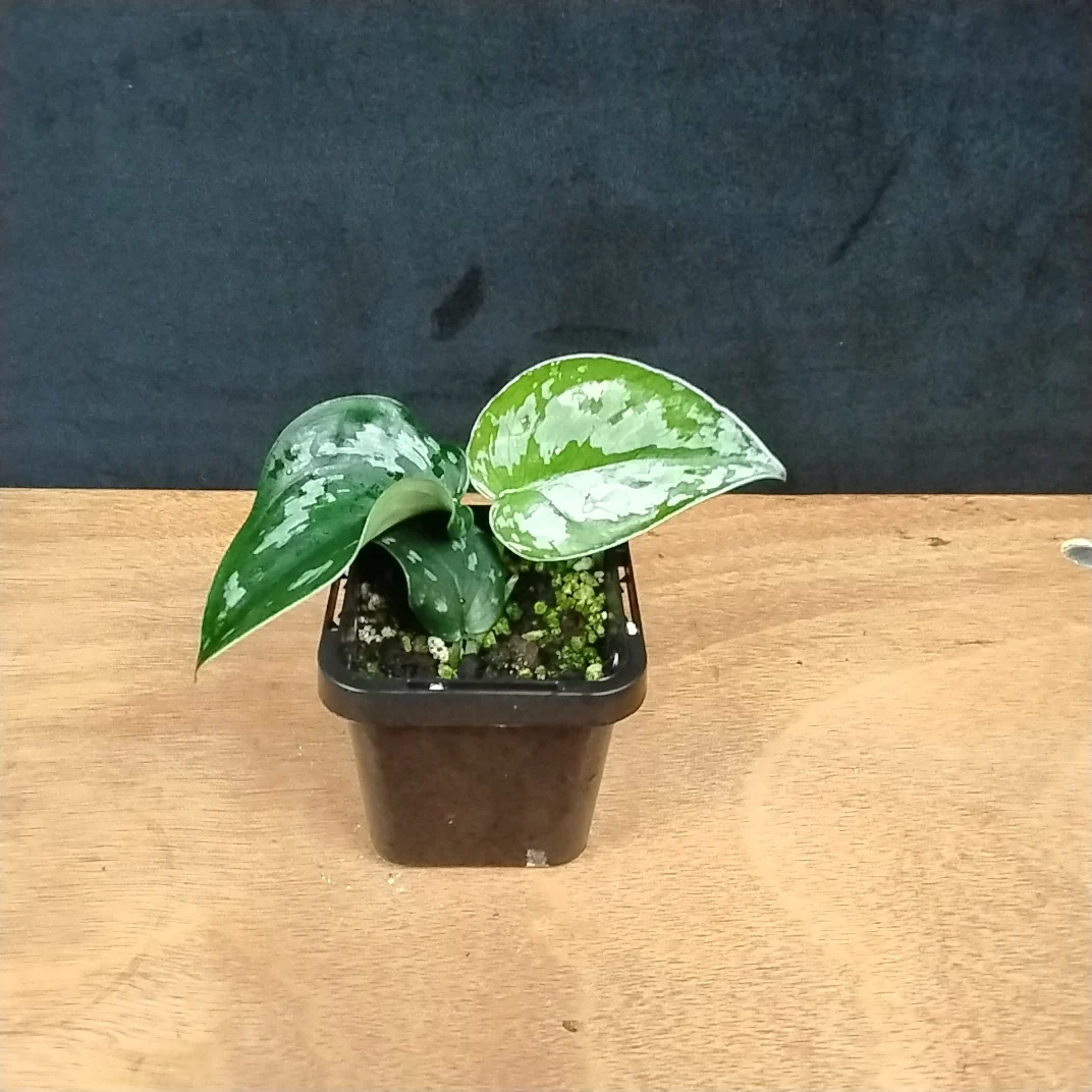 Scindapsus pictus 'Black Mamba' - Image 3