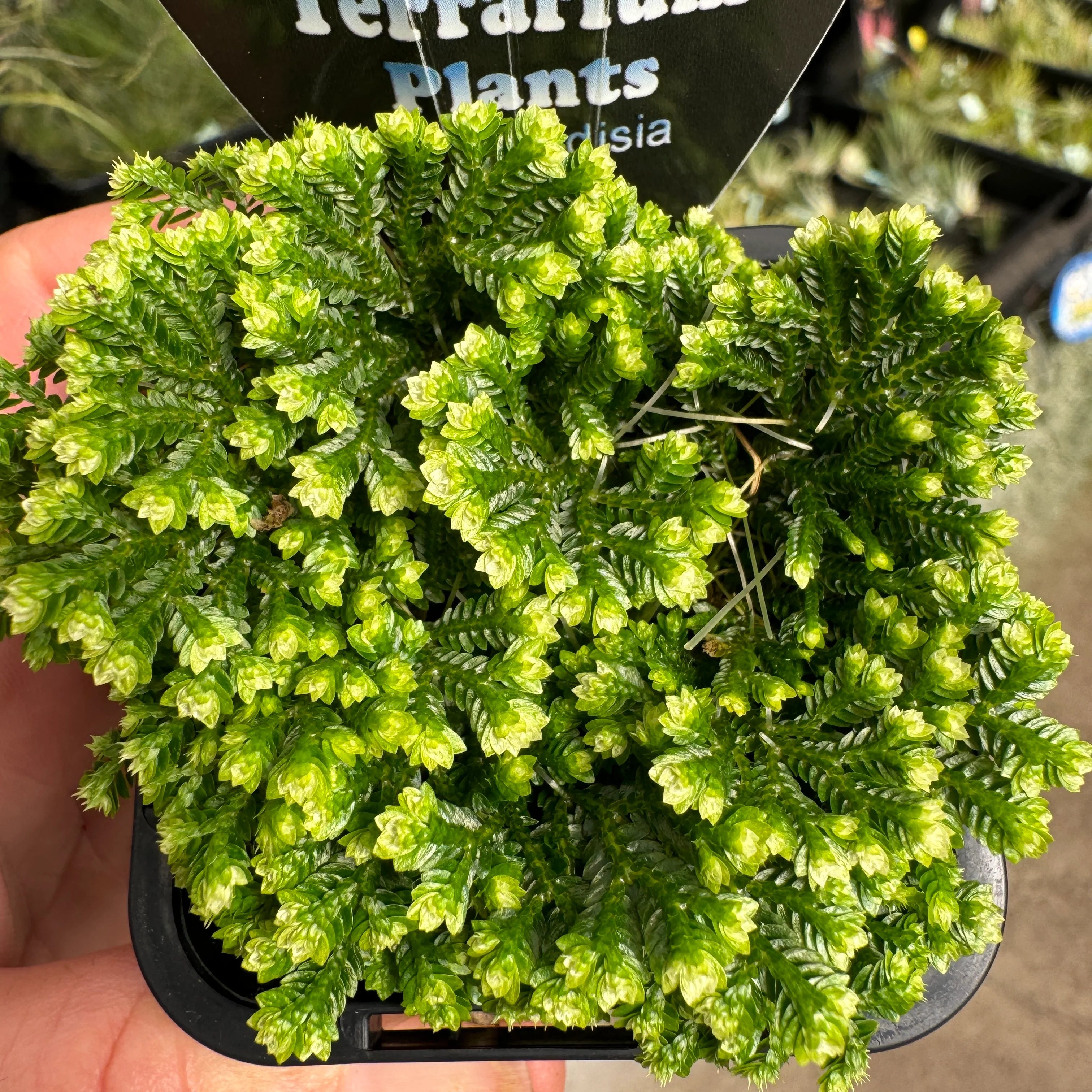 Selaginella martensii variegata 'Jori' - Image 5