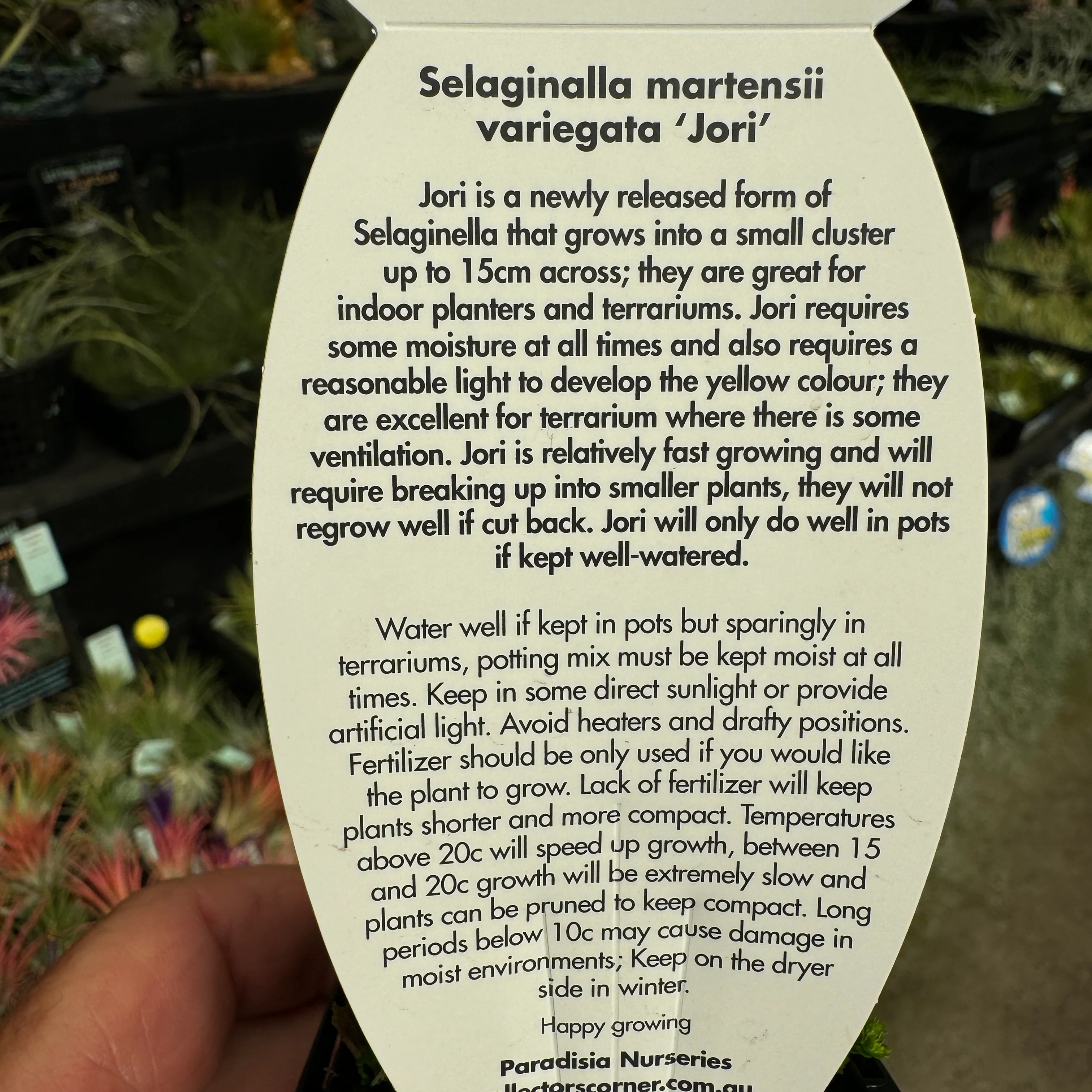 Selaginella martensii variegata 'Jori' - Image 7