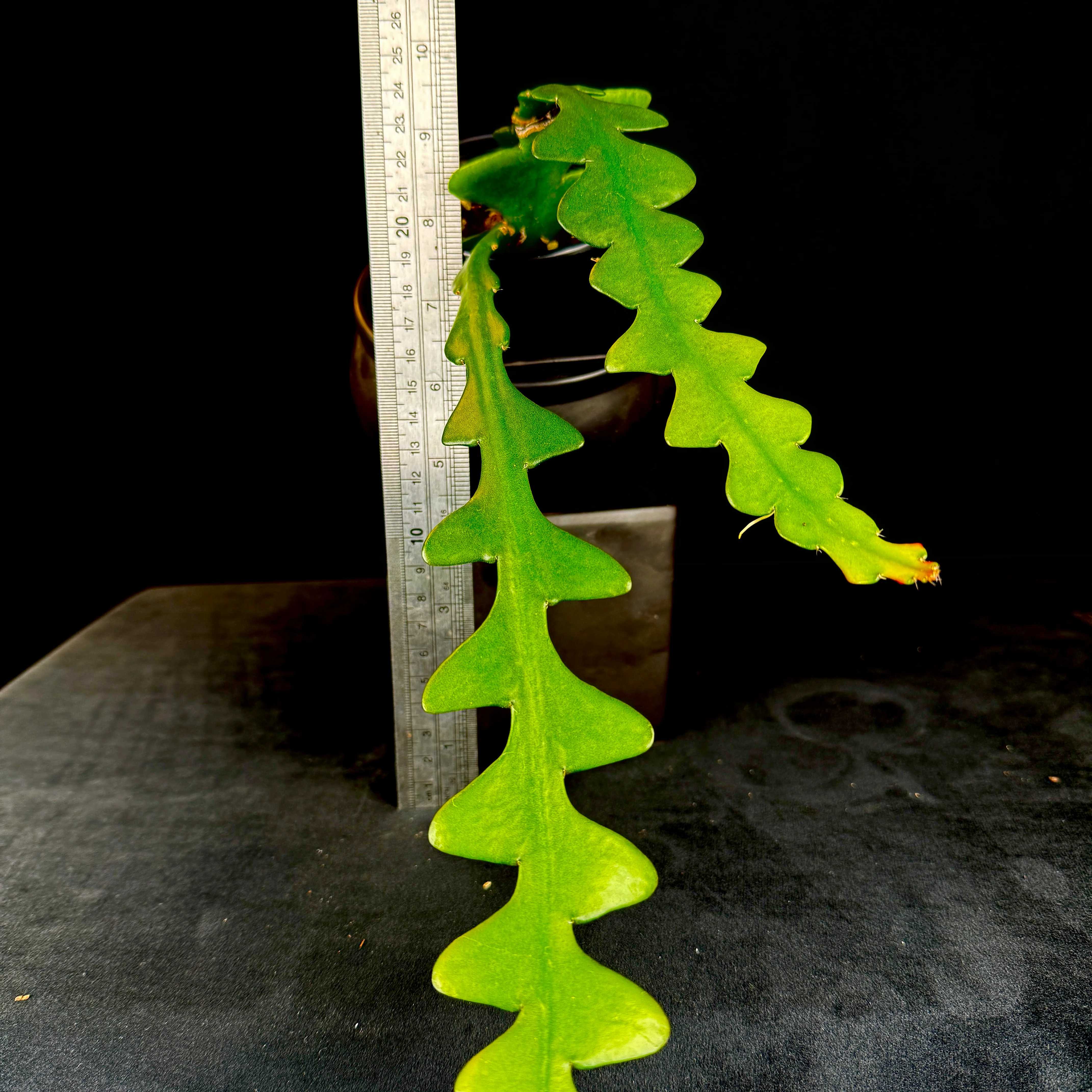 Selenicereus anthonyanus - Image 3