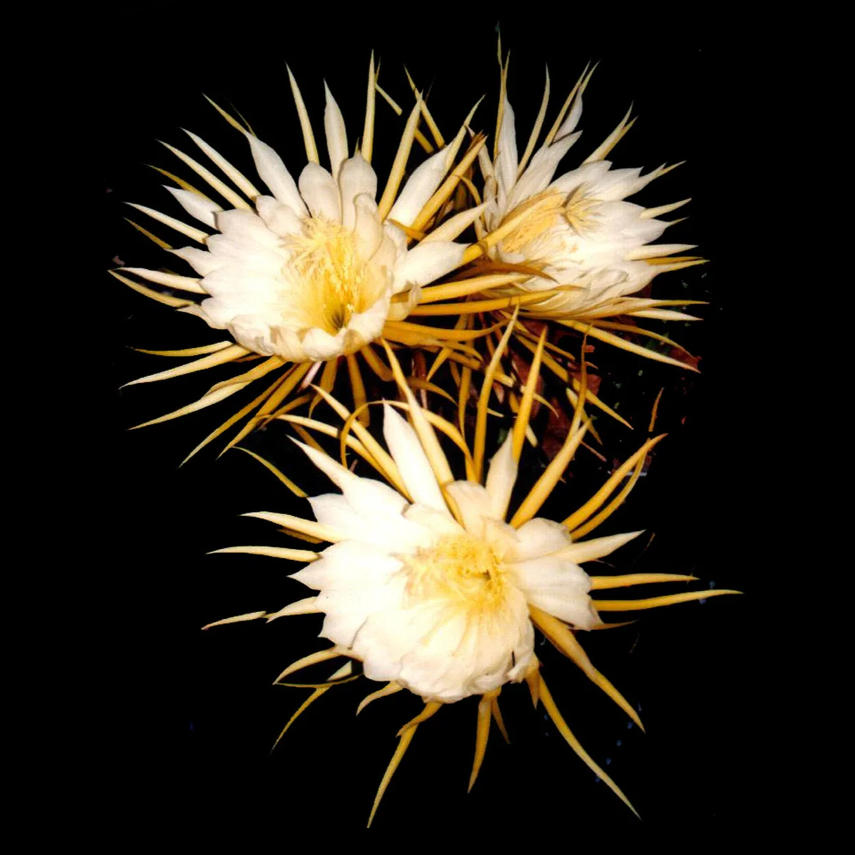 Selenicereus grandiflorus