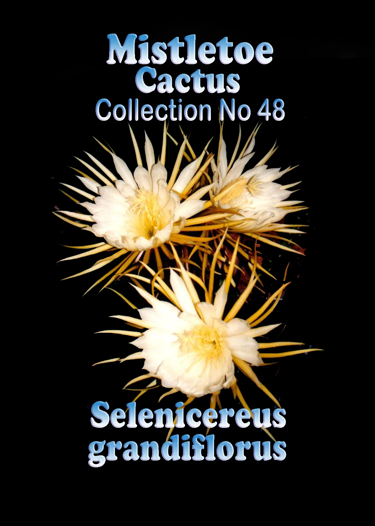 Selenicereus grandiflorus - Image 2