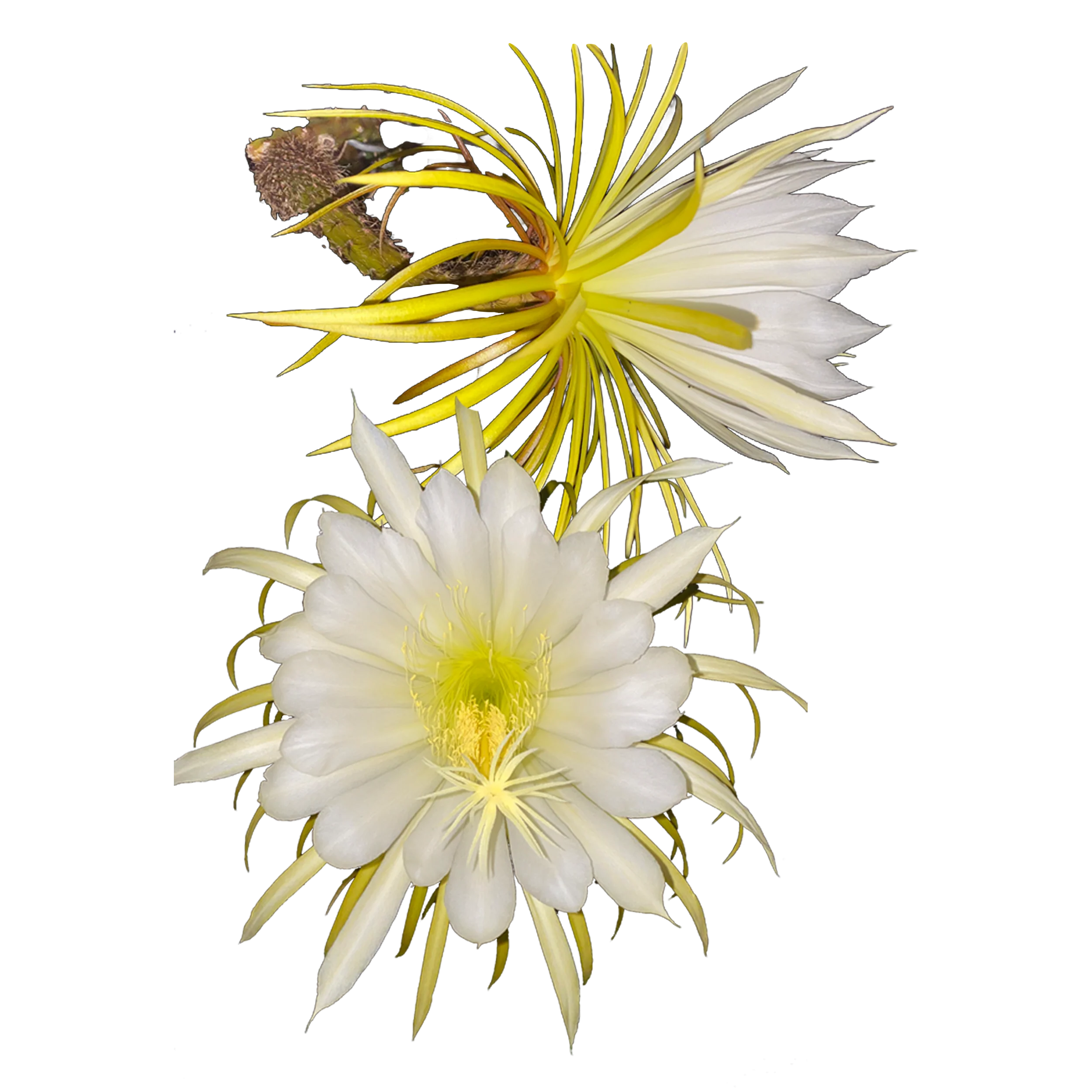 Selenicereus macdonaldiae 'Queen of the Night' (WA prohibited) - Image 2