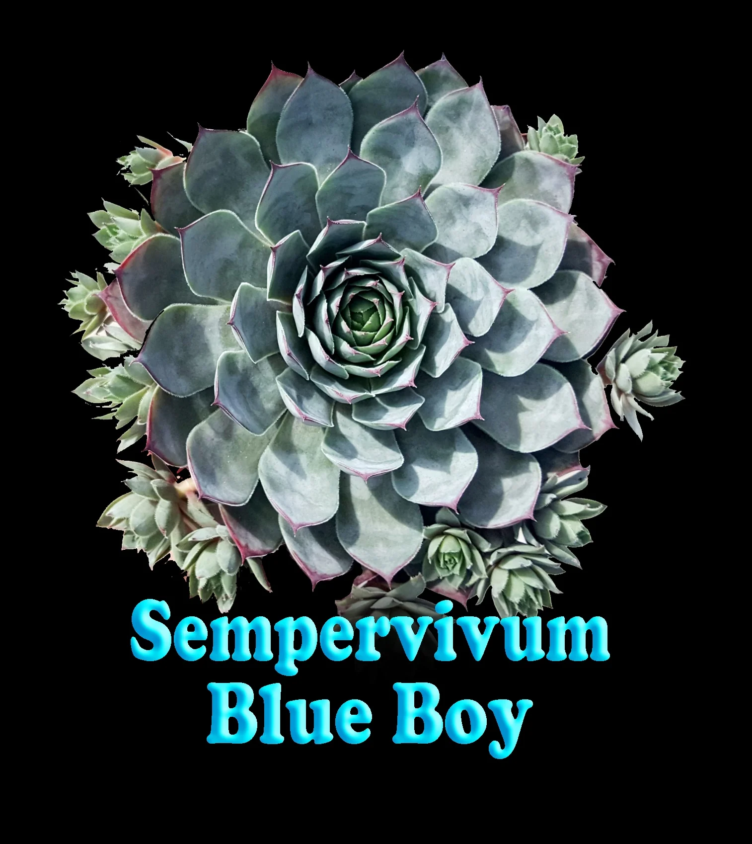 Sempervivum 'Blue Boy' - Image 2