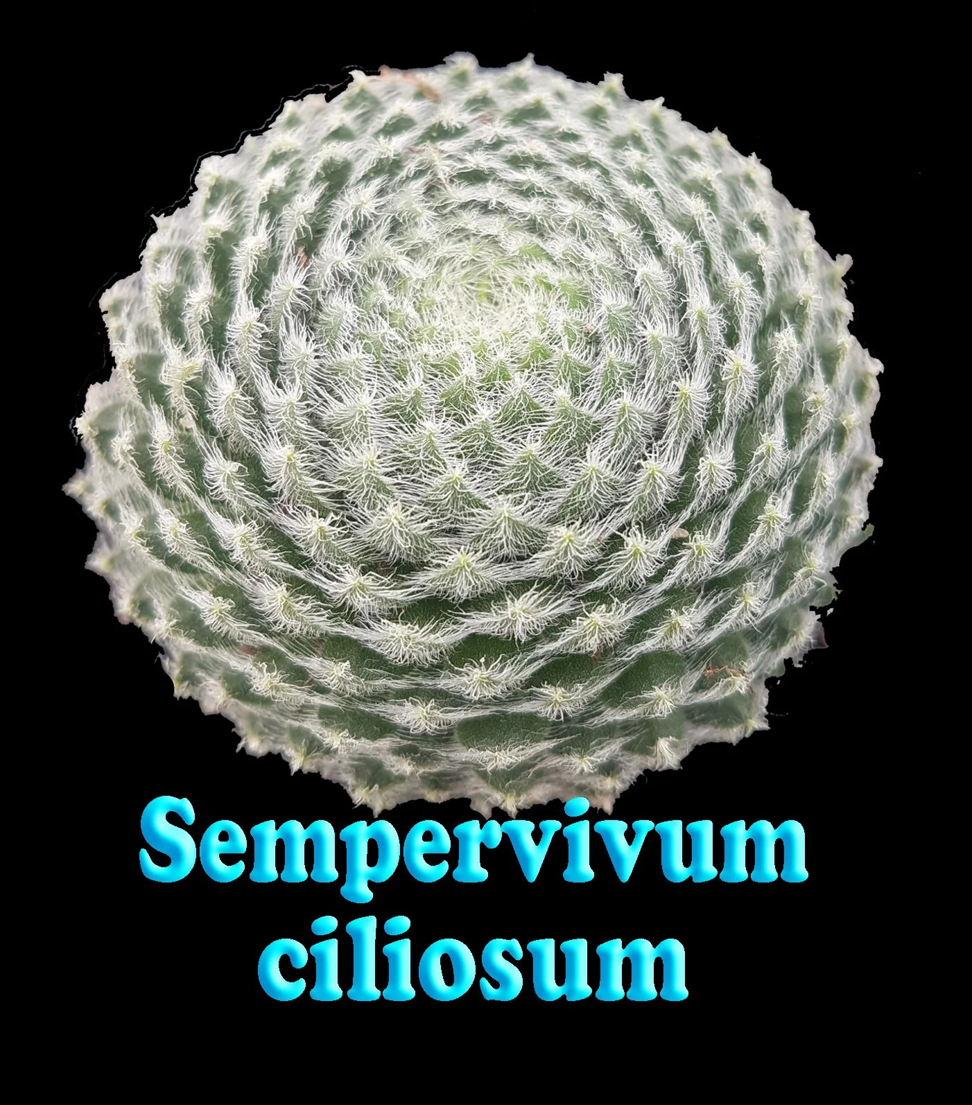 Sempervivum ciliosum - Image 2