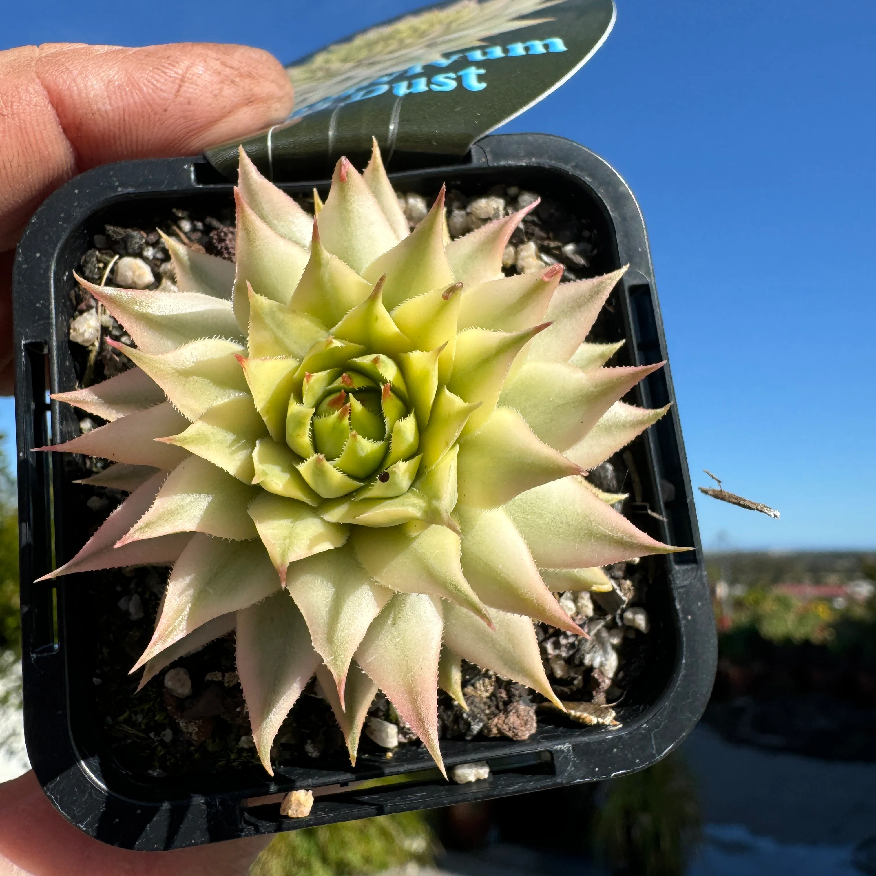 Sempervivum 'Gold Dust' - Image 2