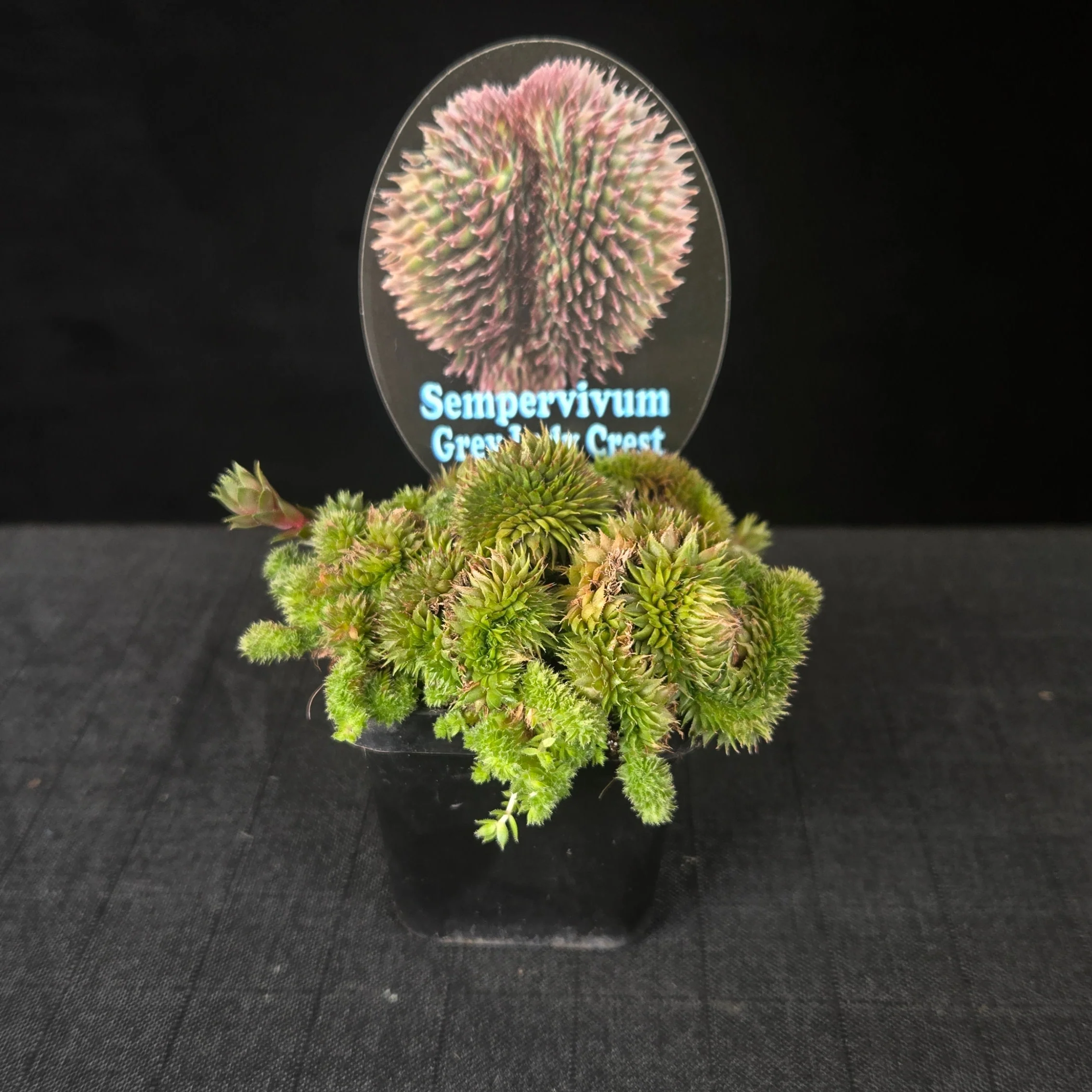 Sempervivum 'Grey Lady Crest' - Image 2