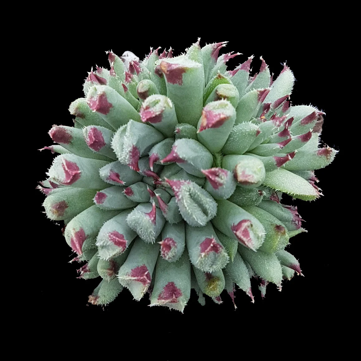 Sempervivum 'Griggs Surprise'
