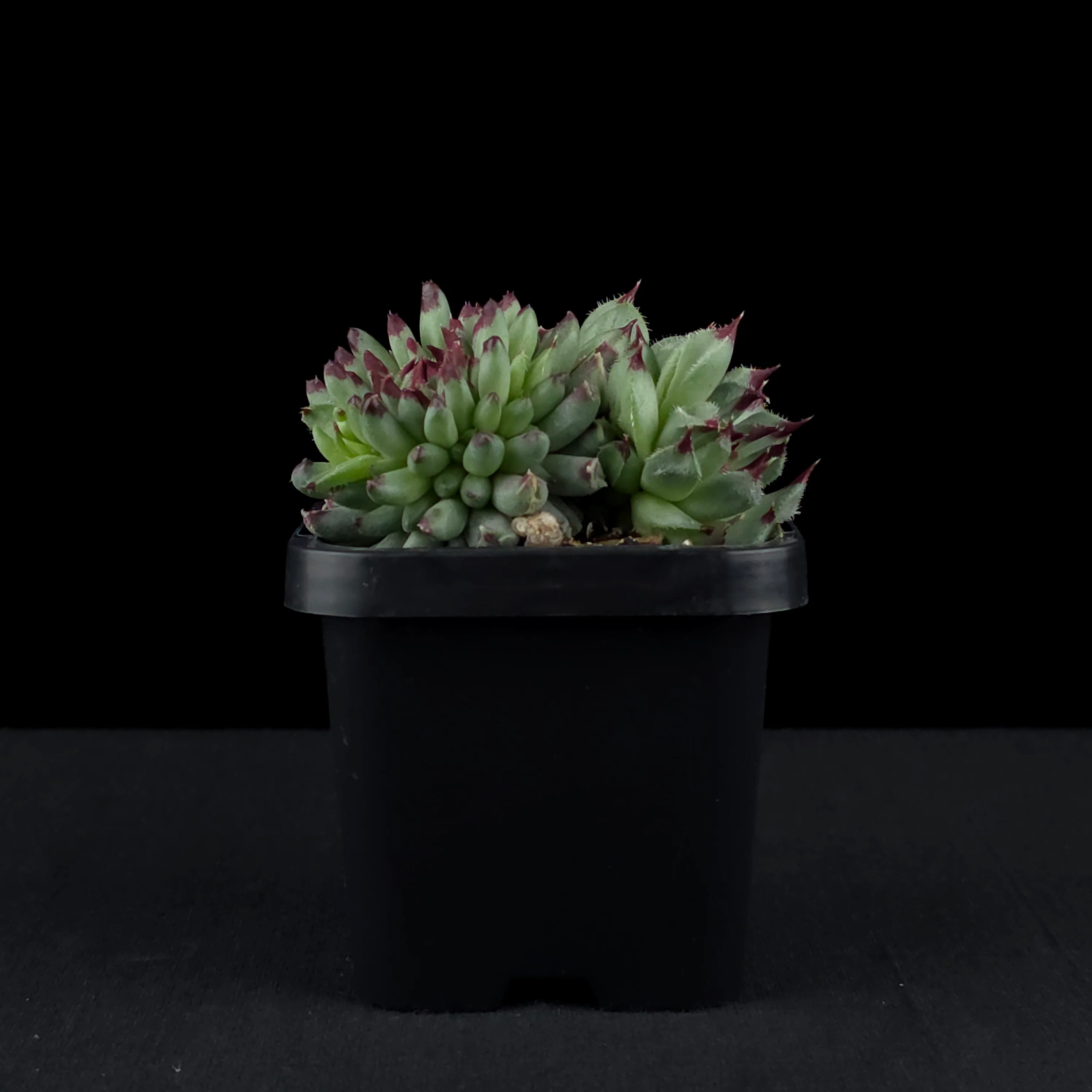 Sempervivum 'Griggs Surprise' - Image 2