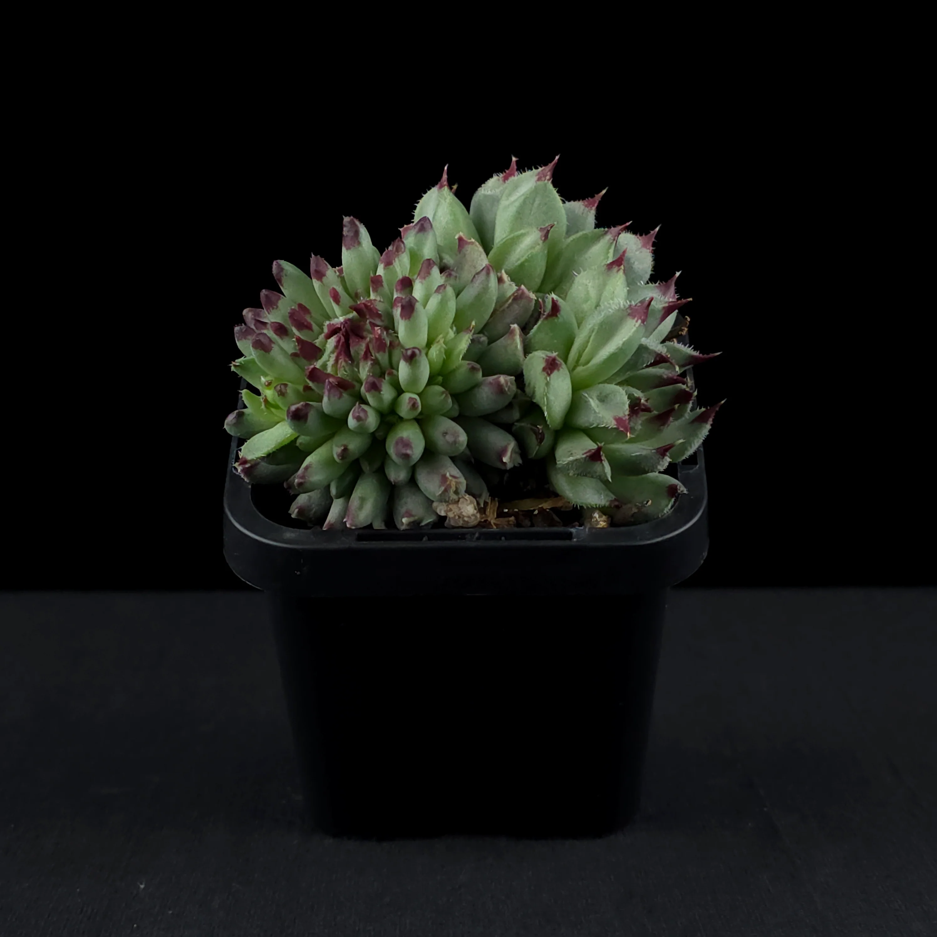 Sempervivum 'Griggs Surprise' - Image 3