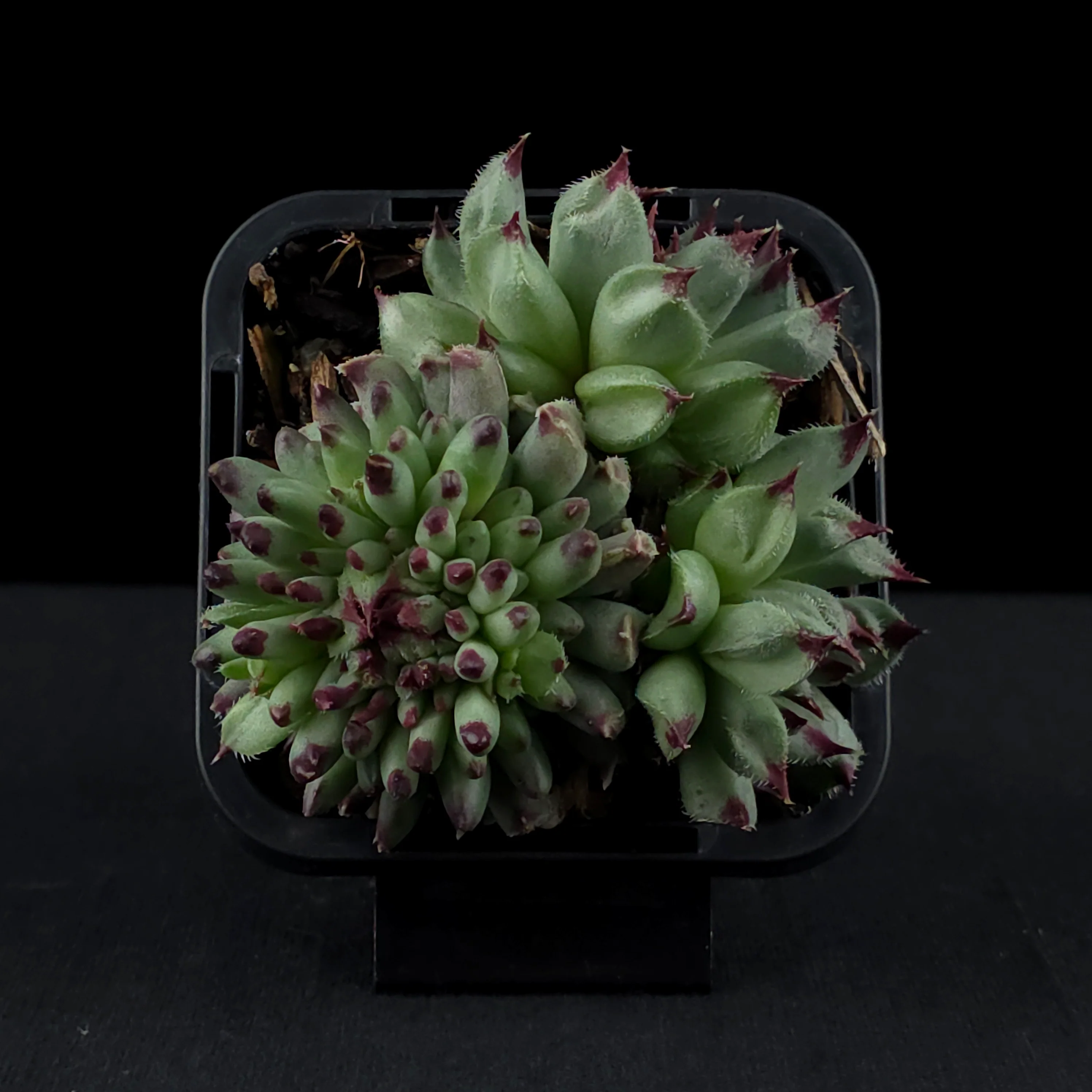 Sempervivum 'Griggs Surprise' - Image 4