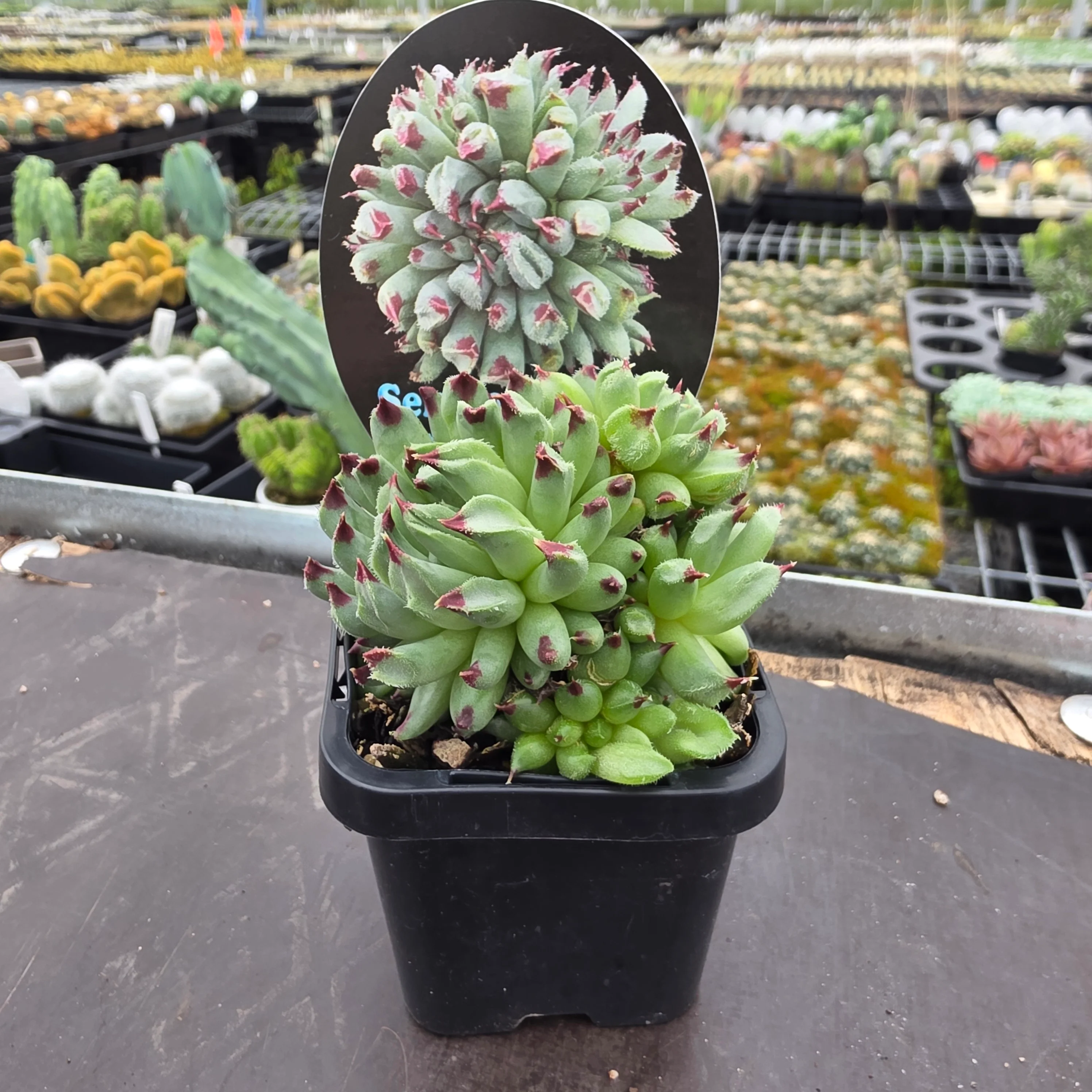 Sempervivum 'Griggs Surprise' - Image 5