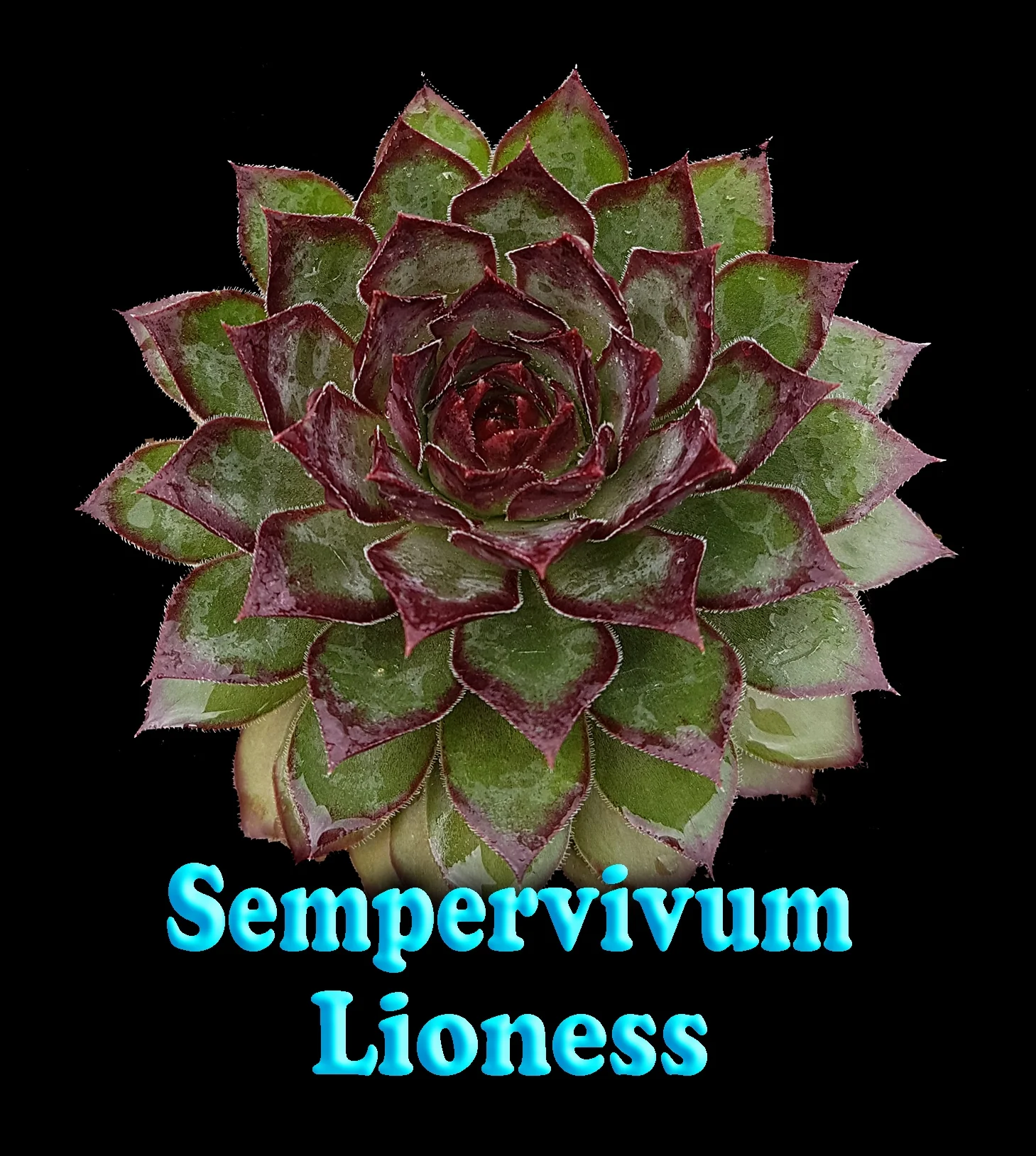 Sempervivum 'Lioness' - Image 5