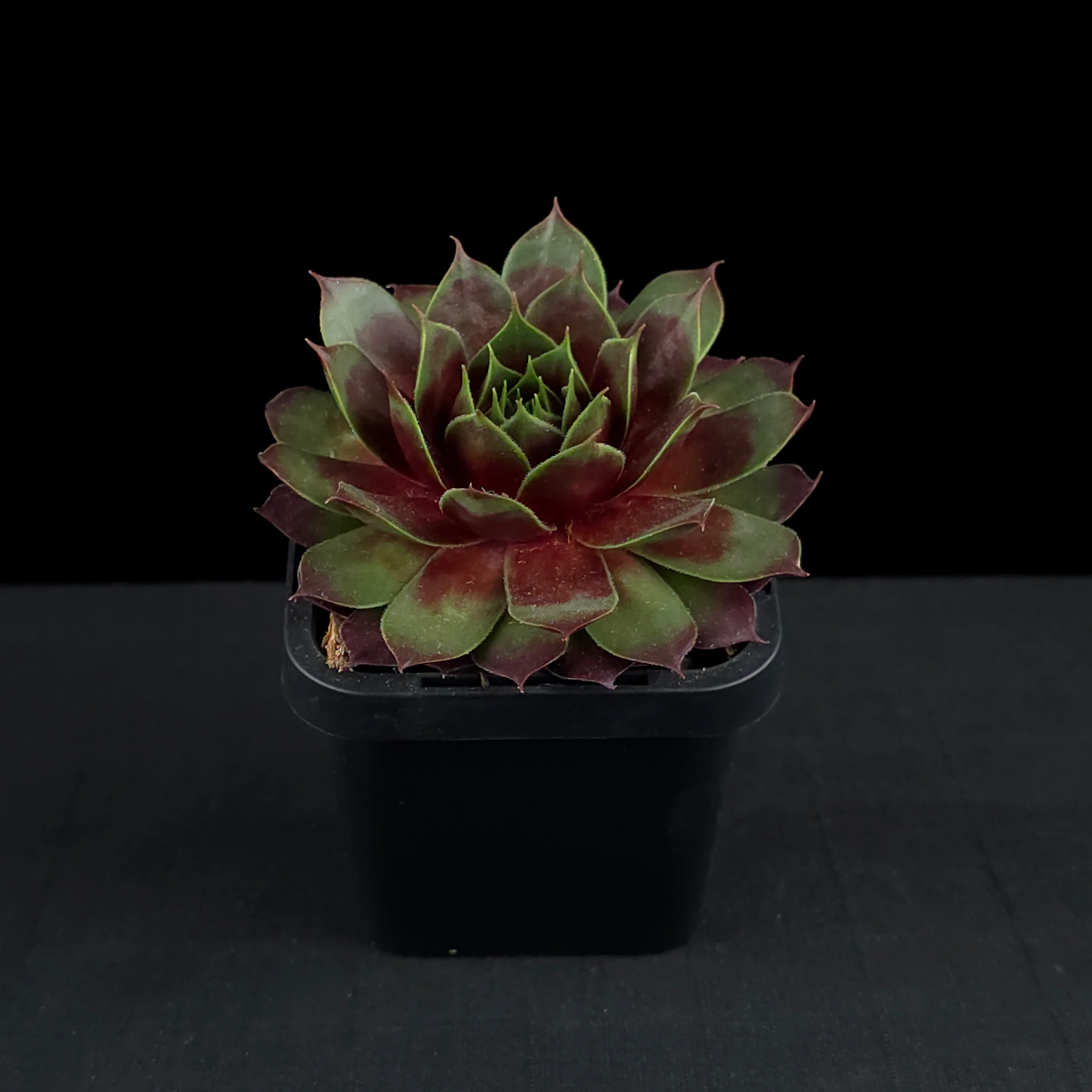 Sempervivum 'Marland Beauty' - Image 3