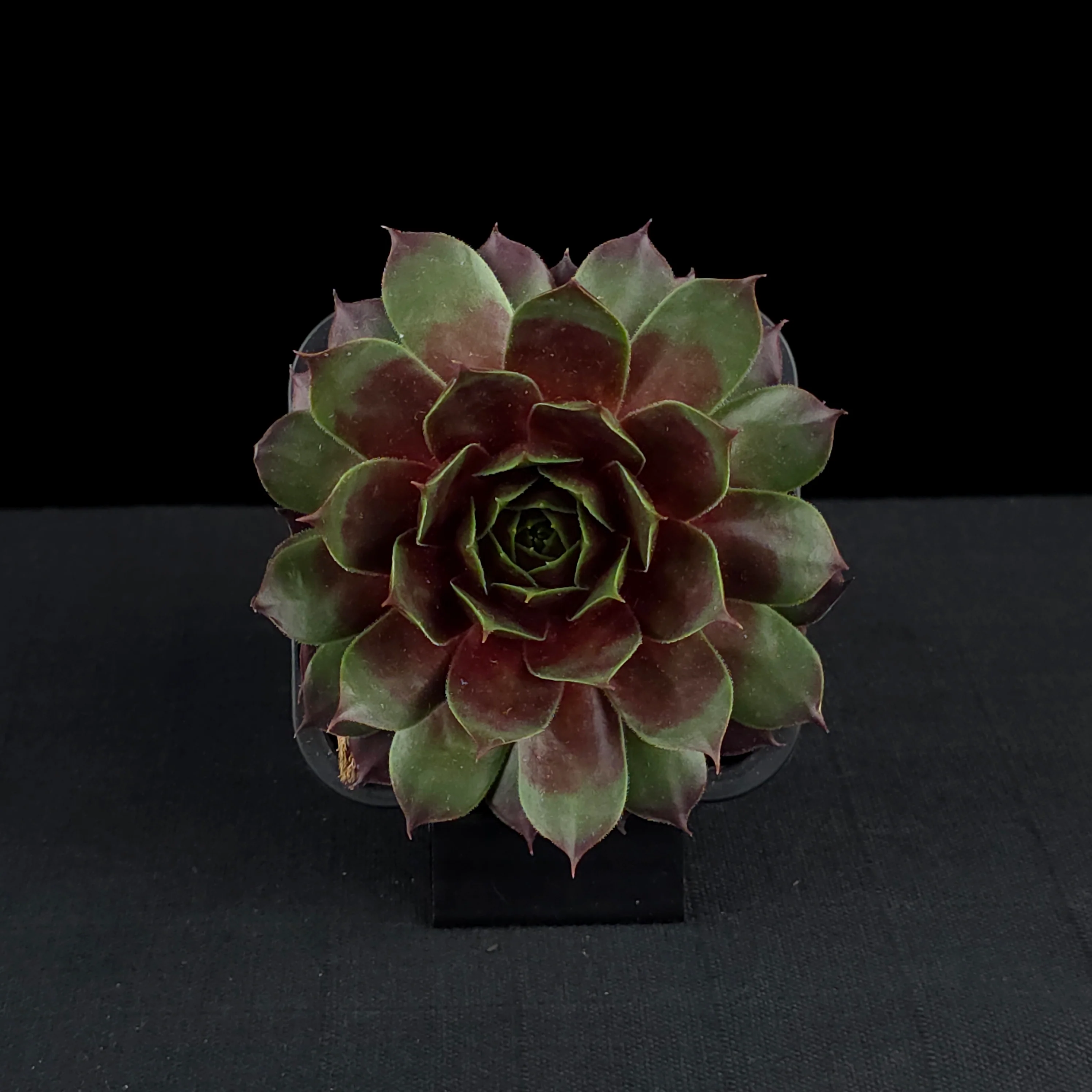 Sempervivum 'Marland Beauty' - Image 4