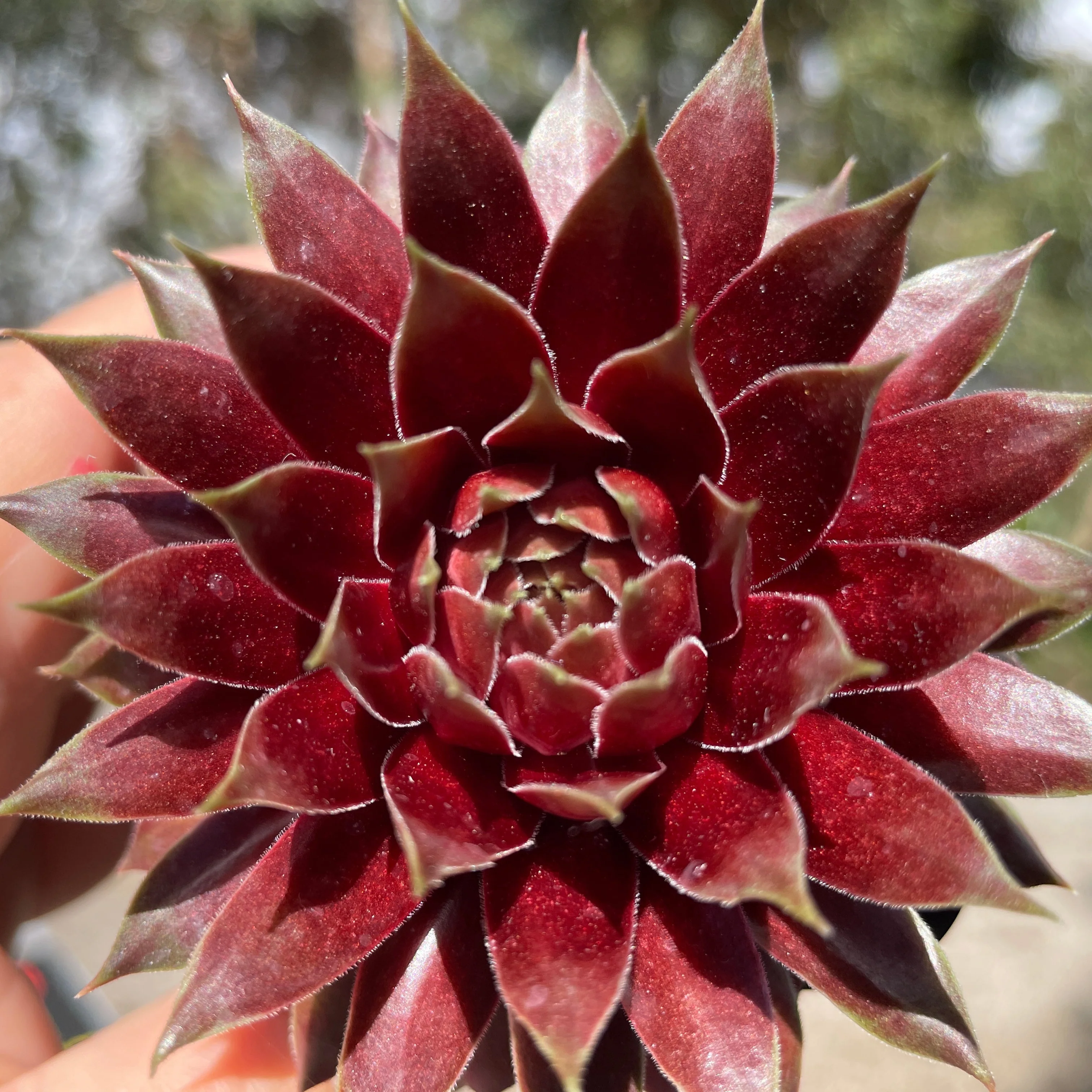 Sempervivum 'Marland Beauty' - Image 5