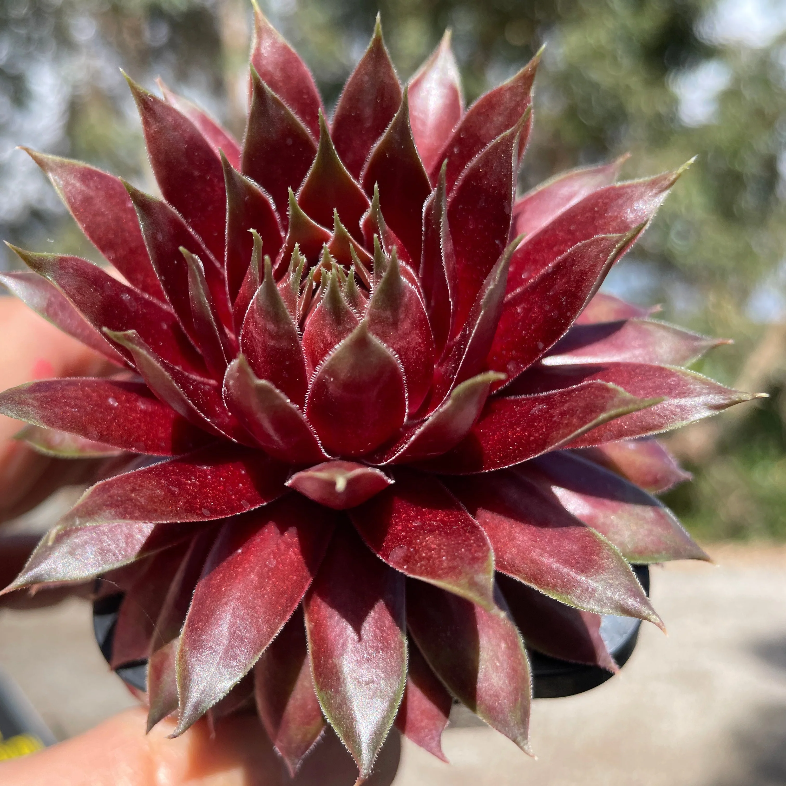 Sempervivum 'Marland Beauty' - Image 7
