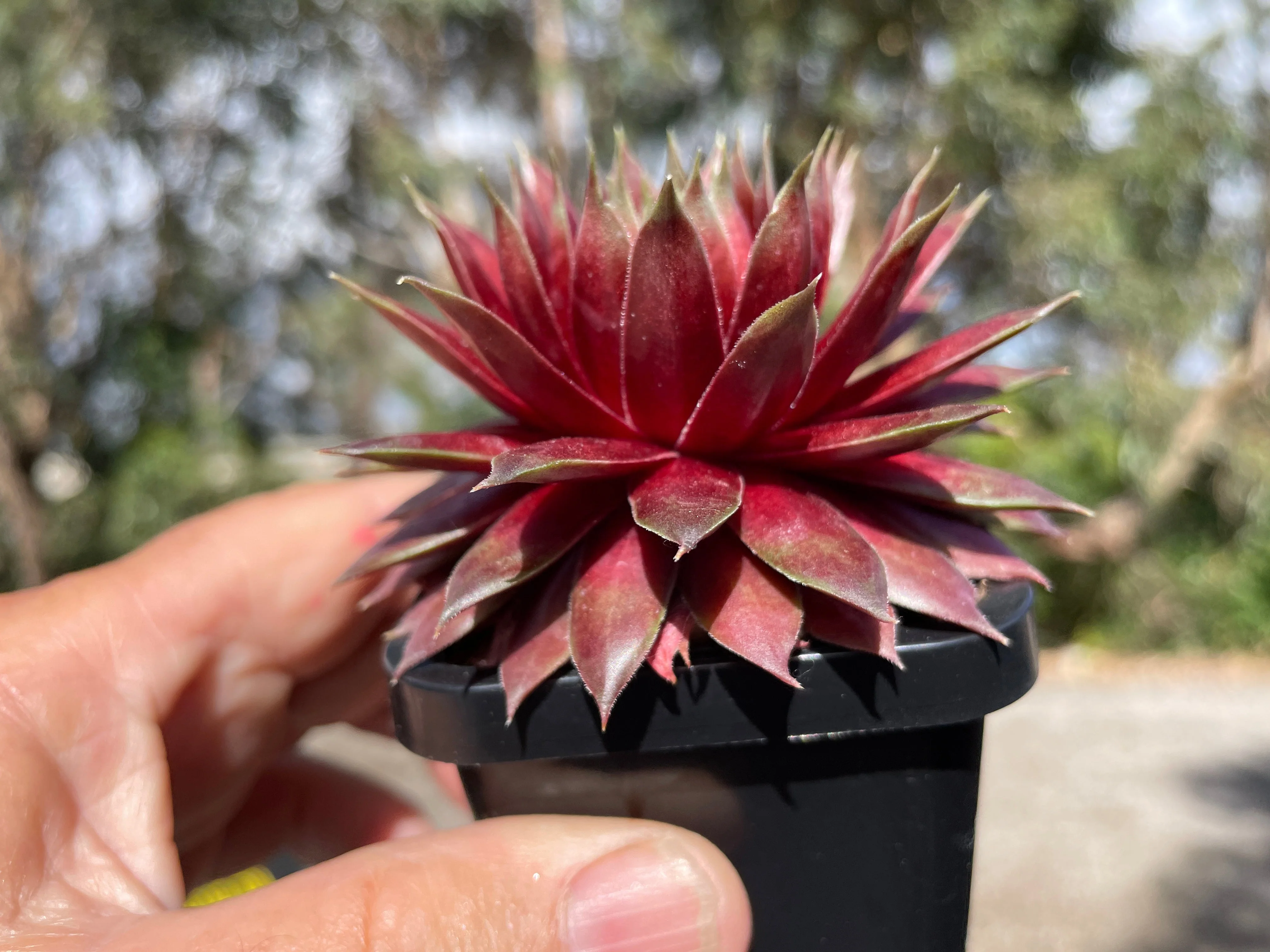 Sempervivum 'Marland Beauty' - Image 9