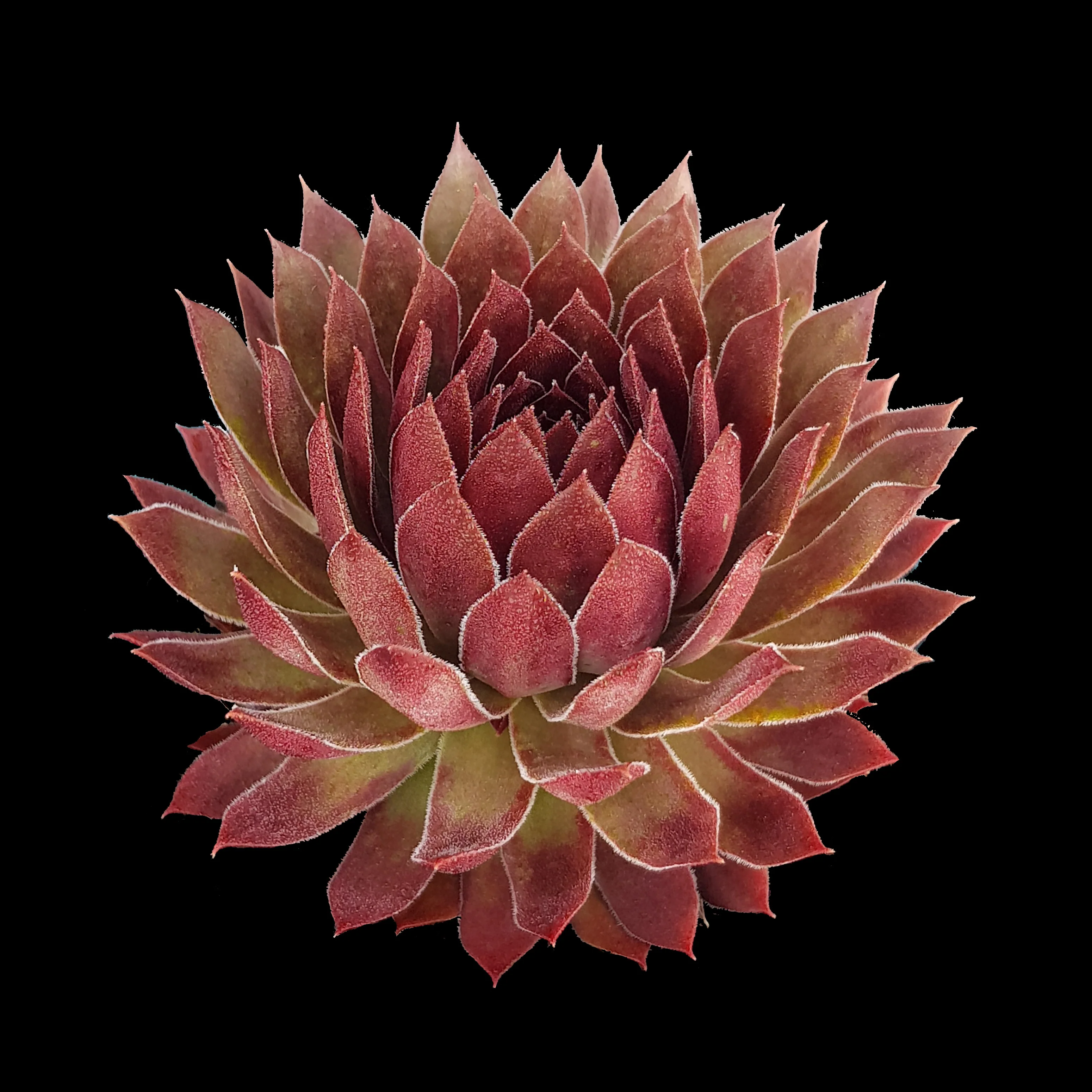 Sempervivum 'Pacific Red Rose'