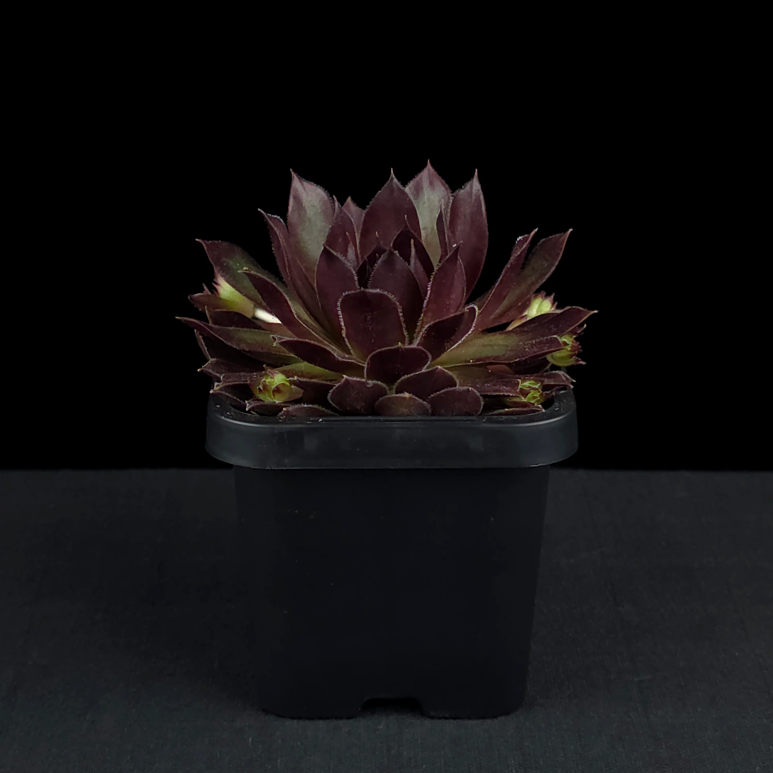 Sempervivum 'Pacific Red Rose' - Image 2