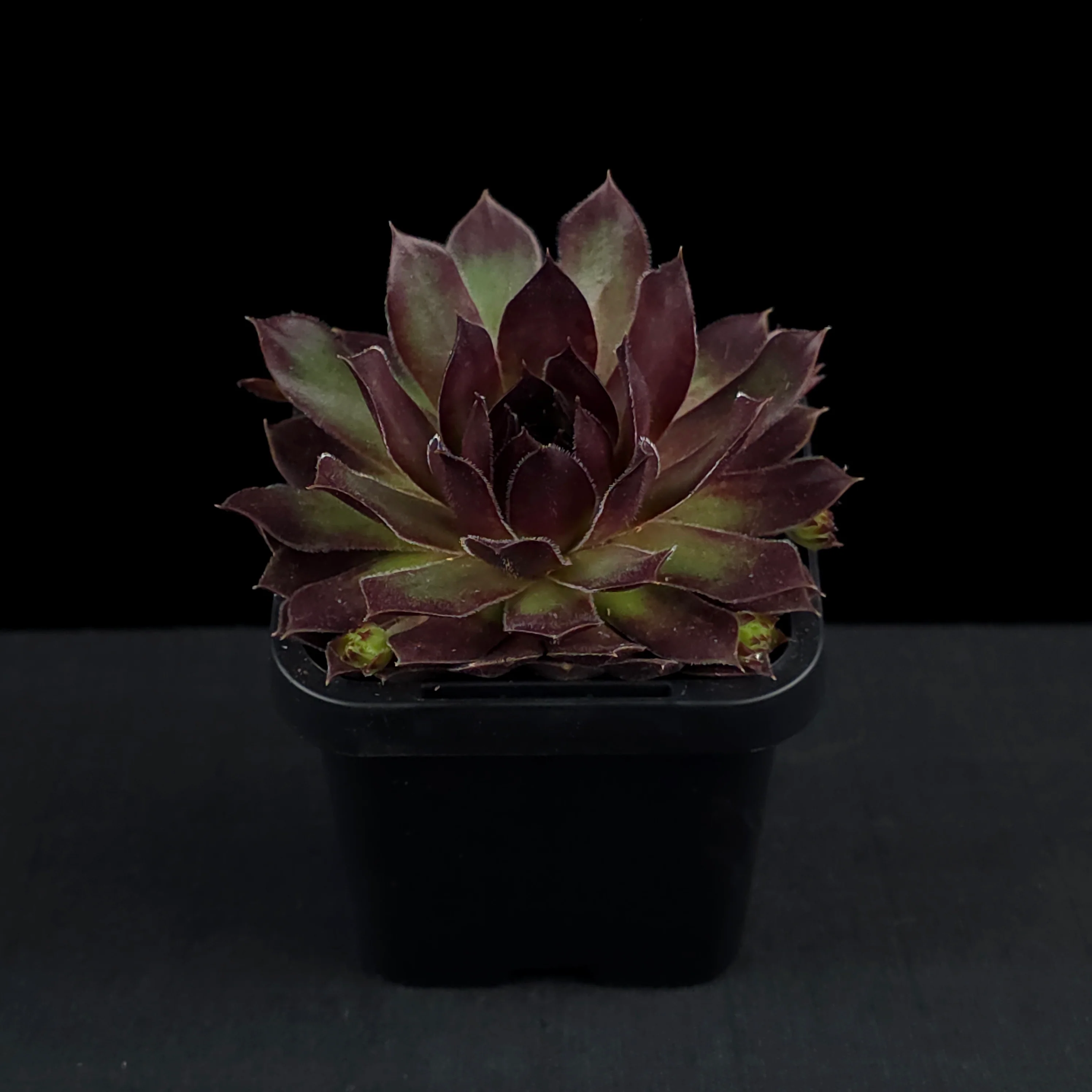 Sempervivum 'Pacific Red Rose' - Image 3