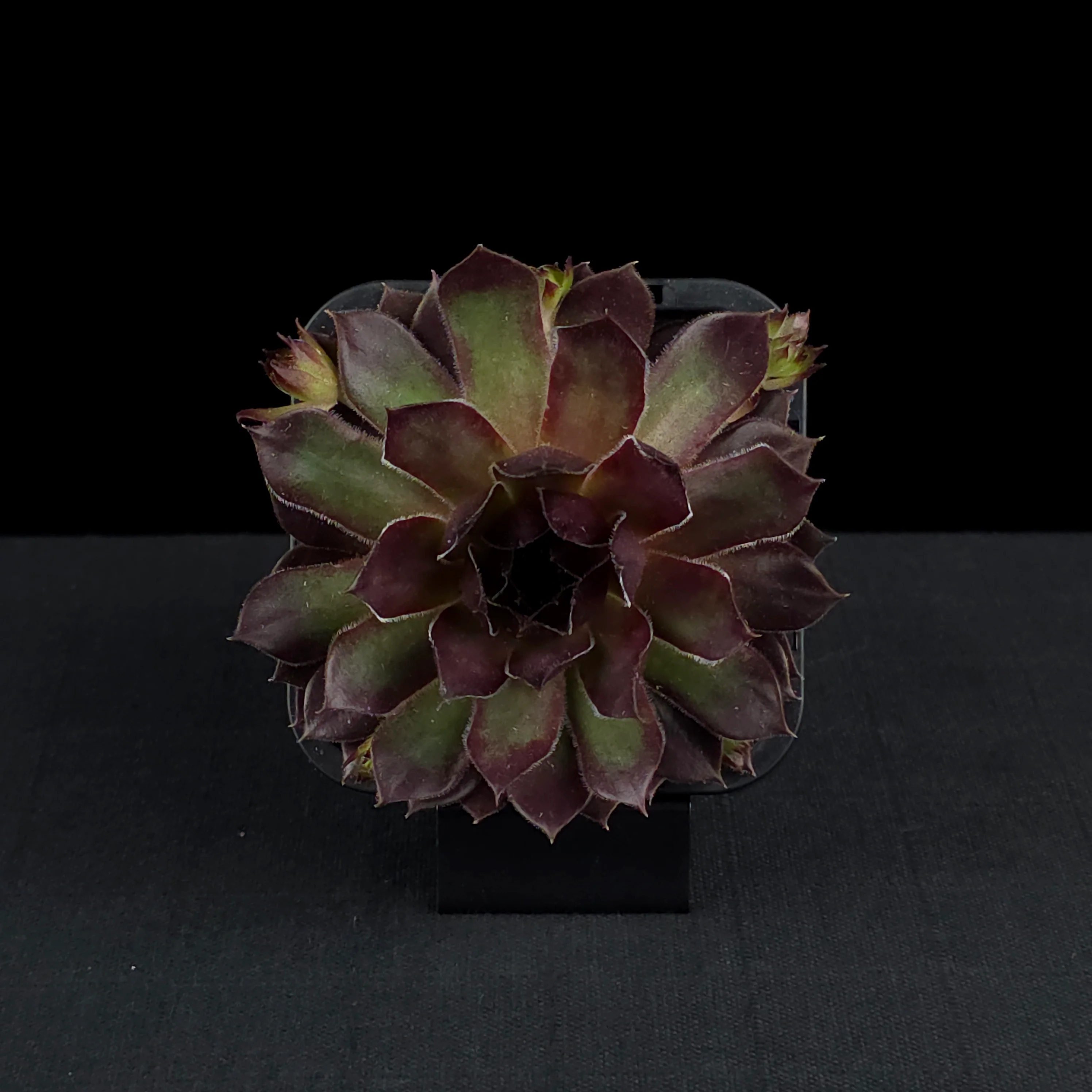 Sempervivum 'Pacific Red Rose' - Image 4