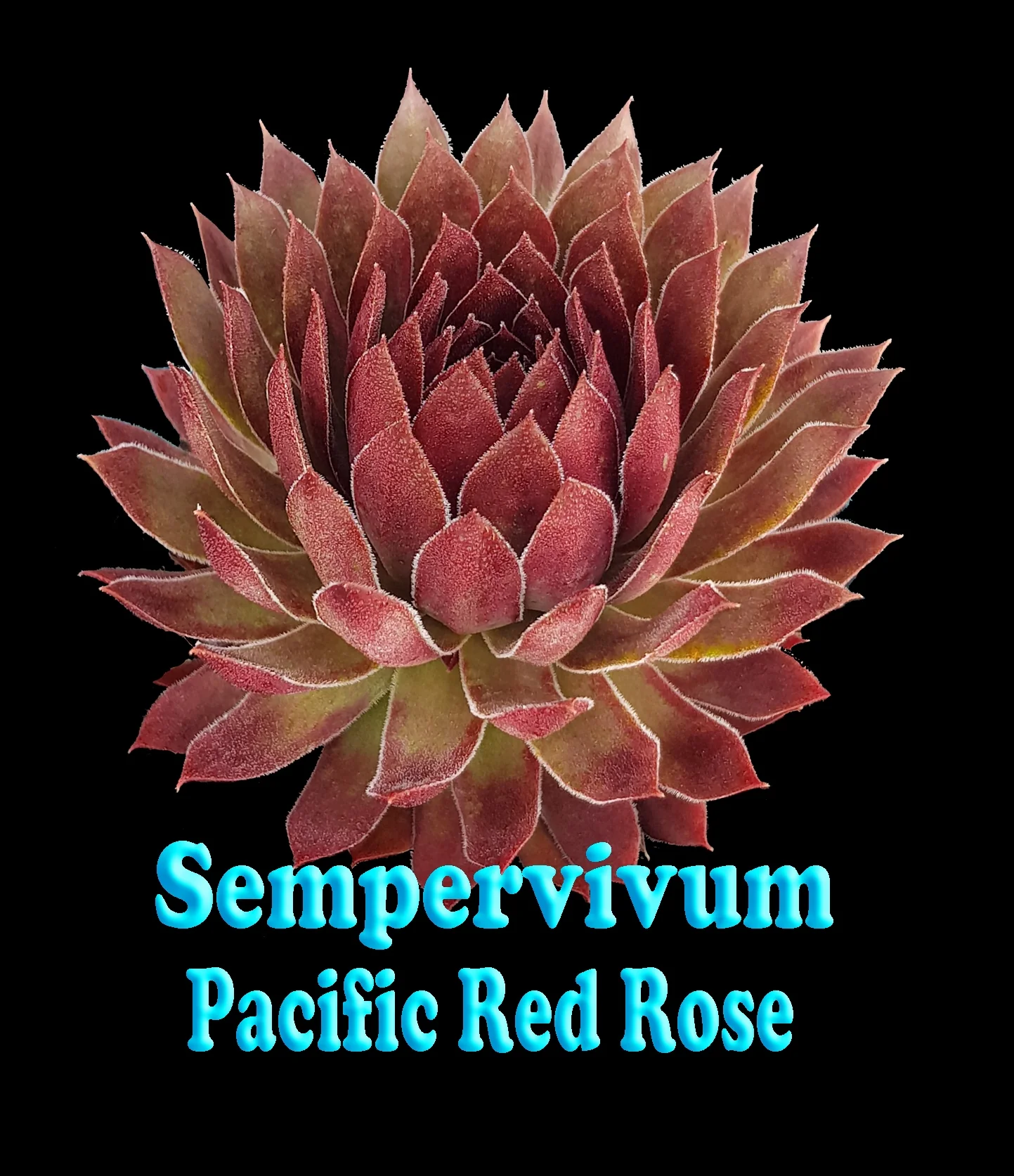Sempervivum 'Pacific Red Rose' - Image 5