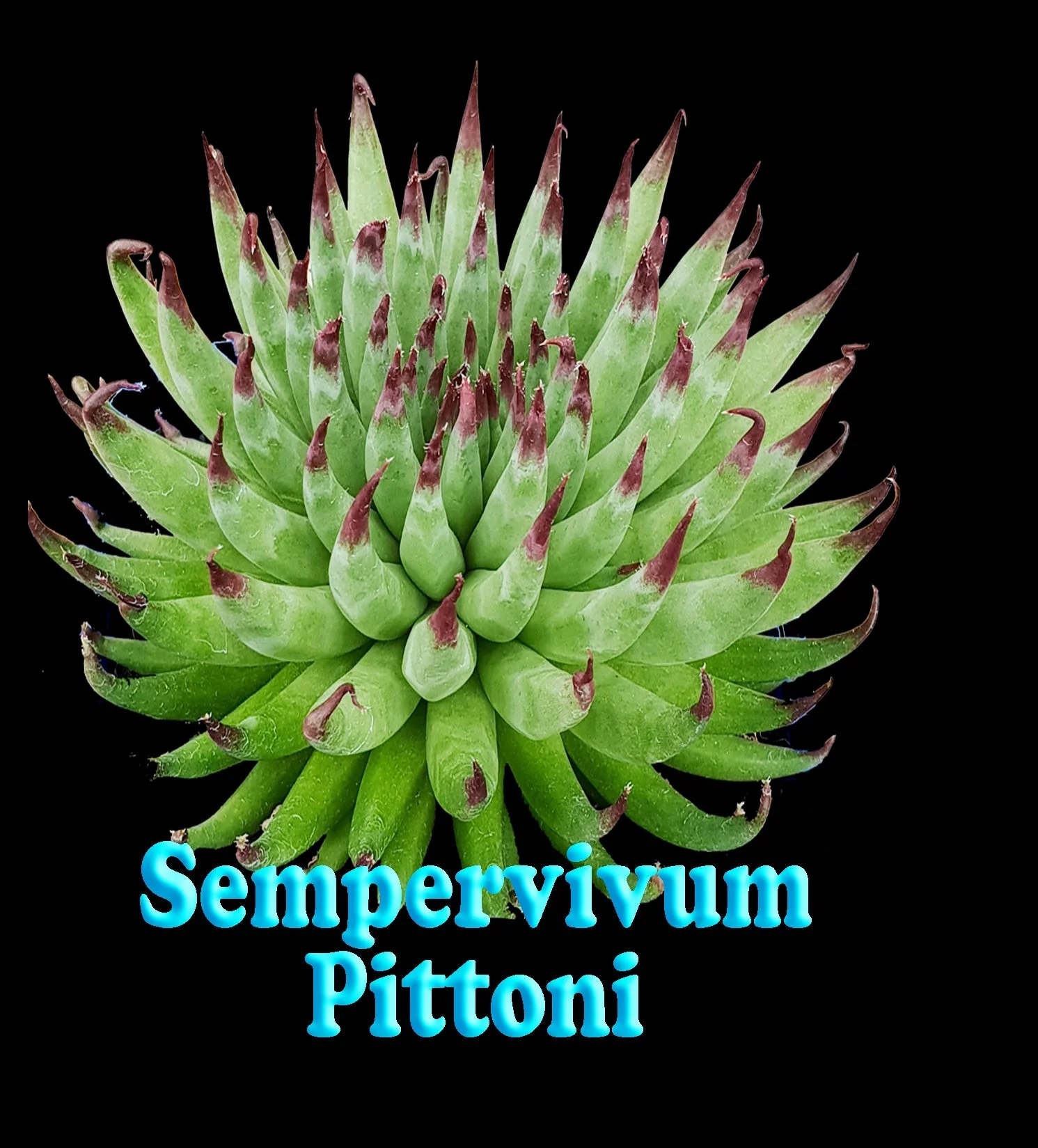 Sempervivum 'Pittoni' - Image 2